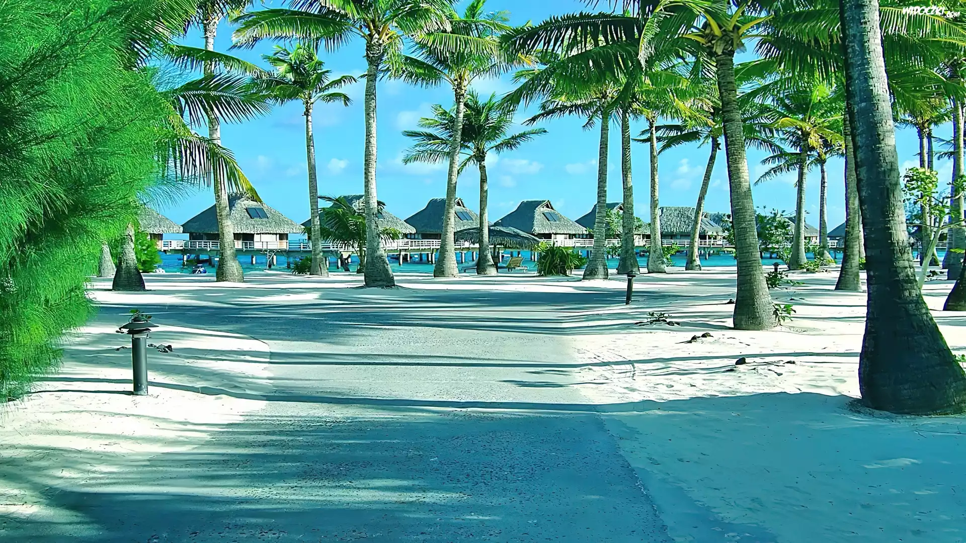 Plaża, Palmy, Ocean, Tropik