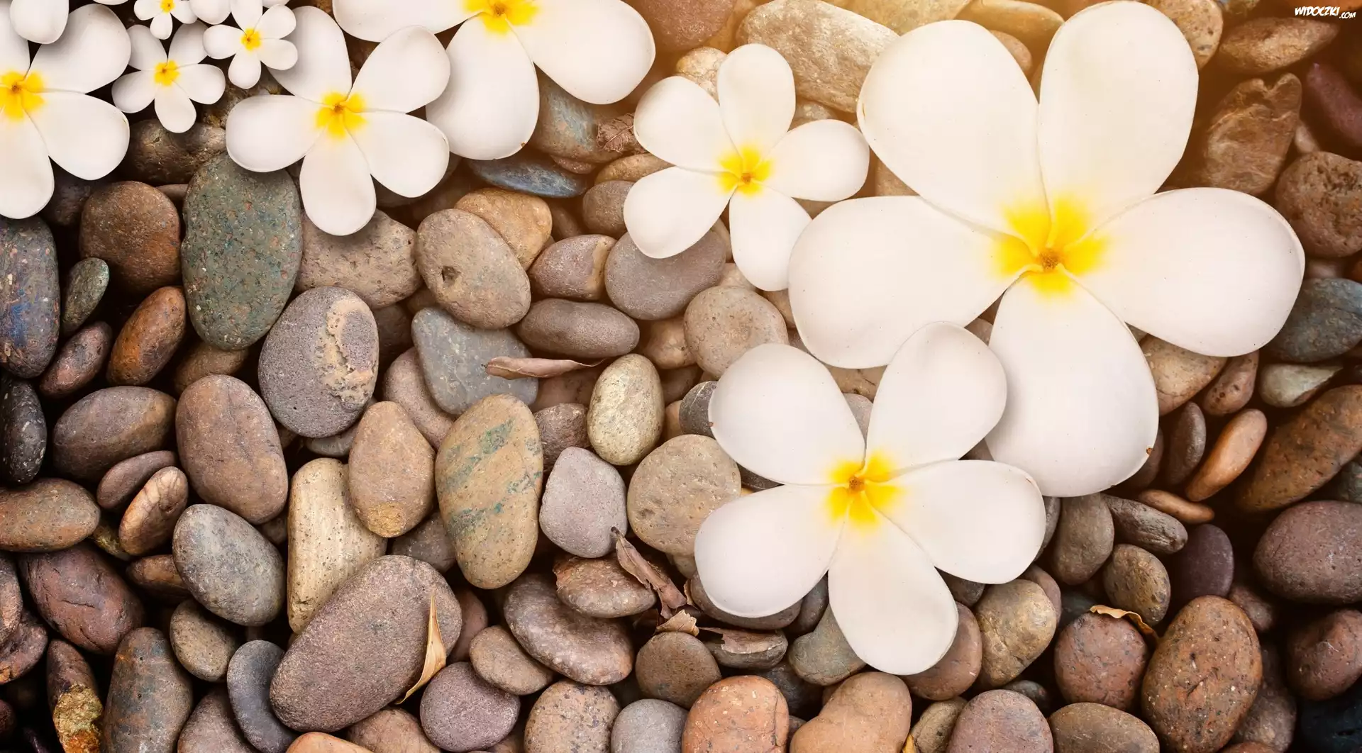 Plumeria, Kamienie