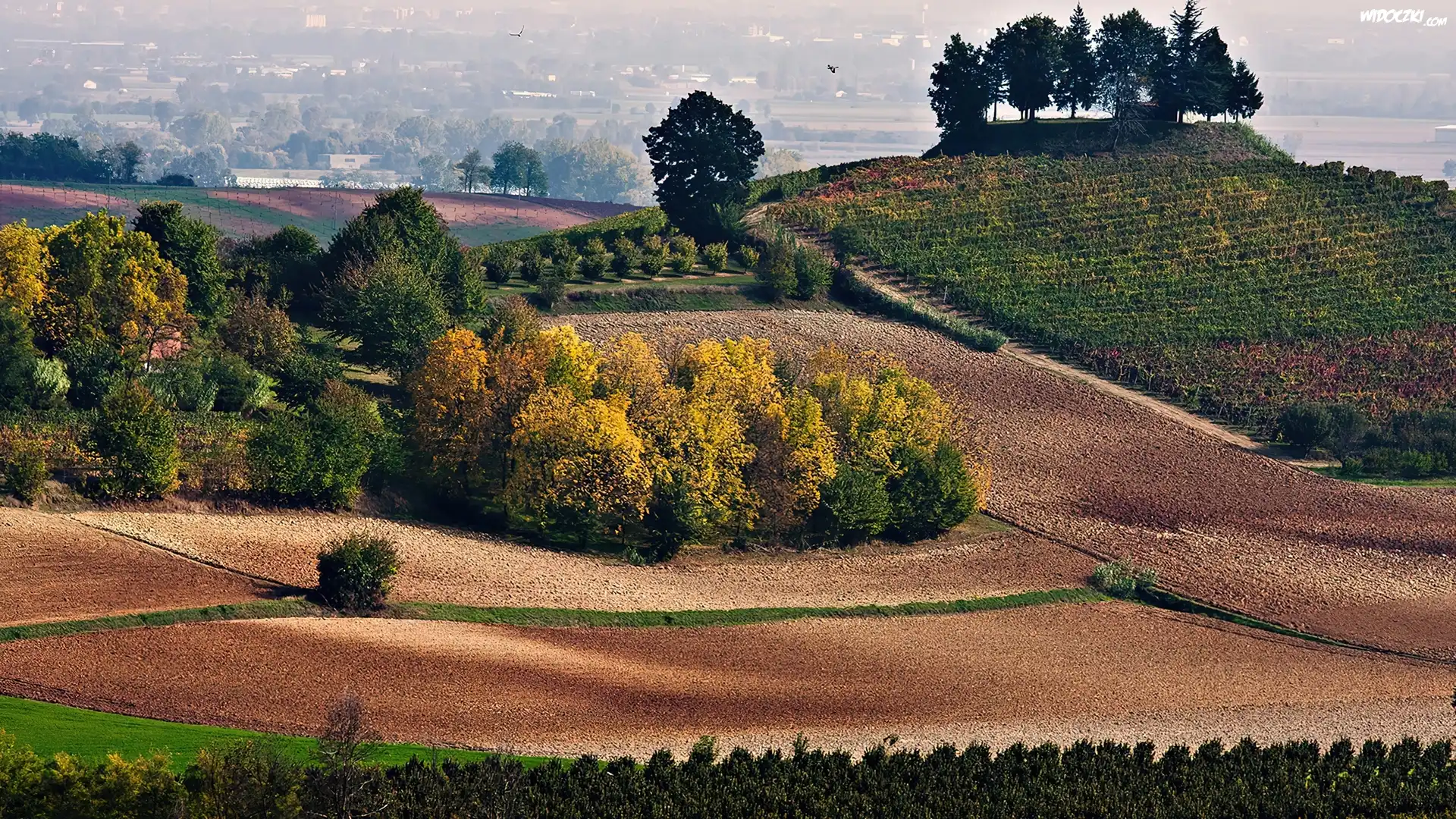 Pola, Drzewa