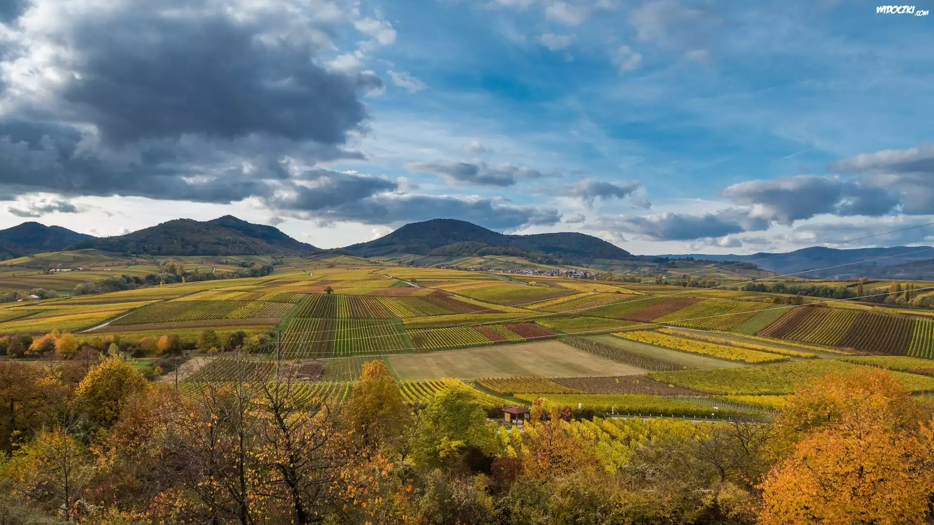 Góry, Pola, Drzewa