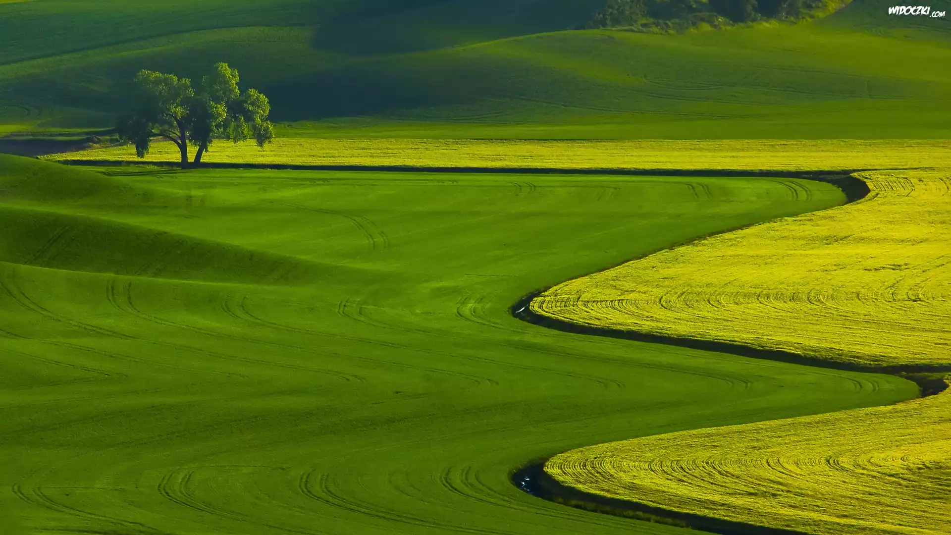 Zielone, Pola, Drzewo