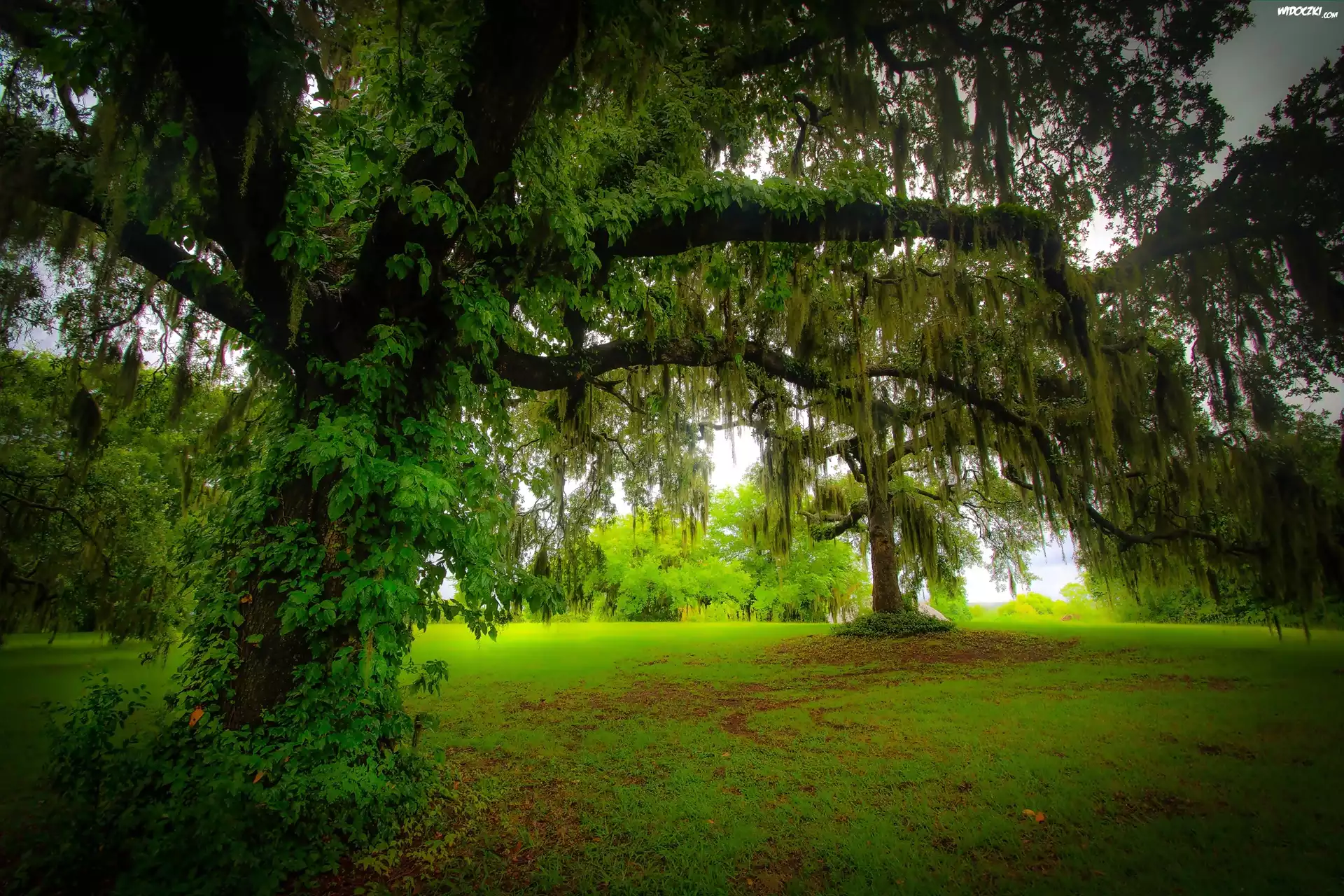 Park, Polana, Drzewa