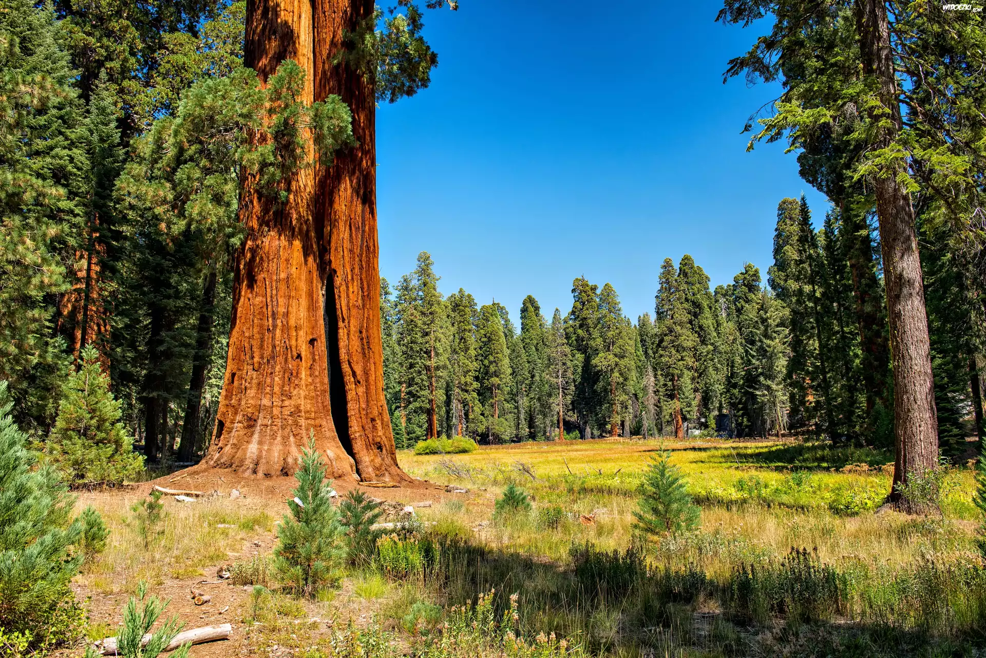 Stany Zjednoczone, Park Narodowy Sequoia Kings, Sekwoje, Las, Polana