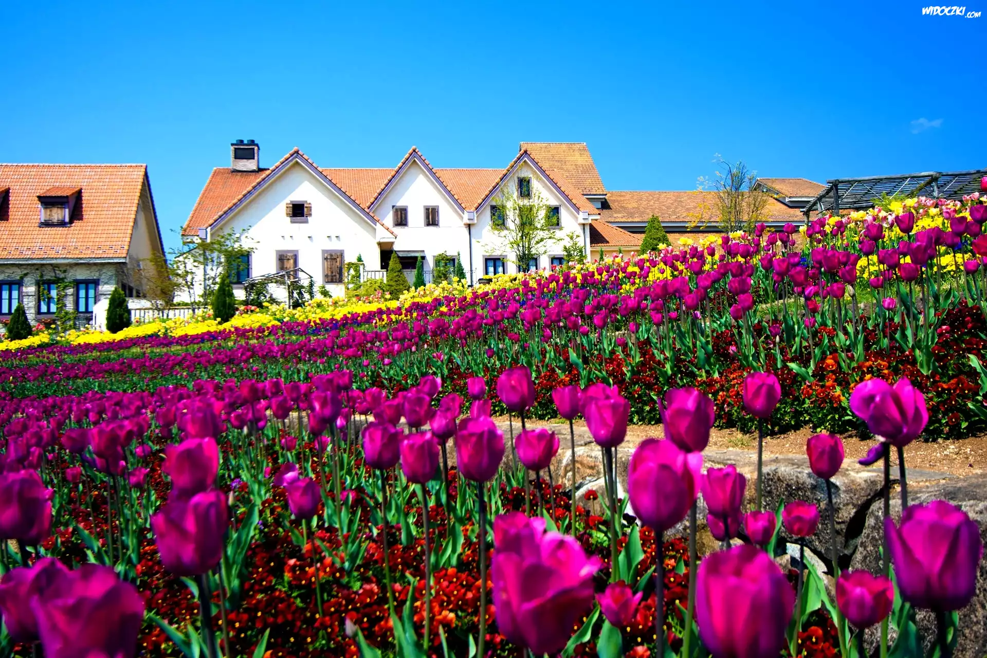 Domy, Pole, Tulipanów
