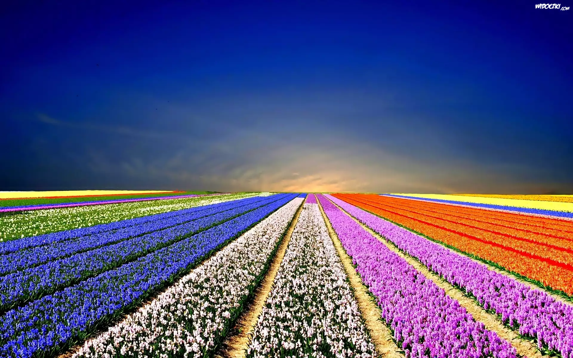 Pole, Kwiaty, Tulipany, Niebo