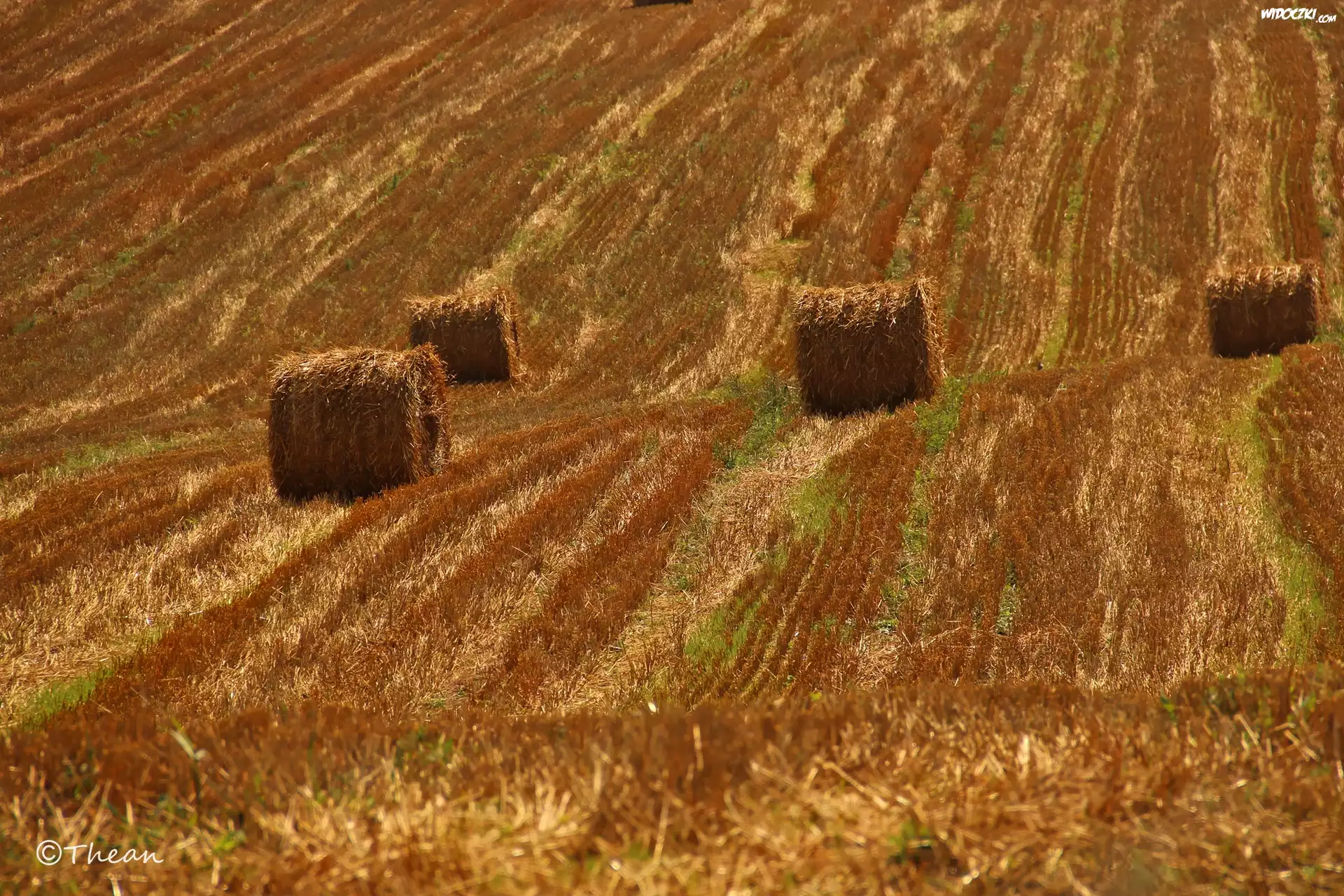 Pole, Zżęte, Zboże, Lato