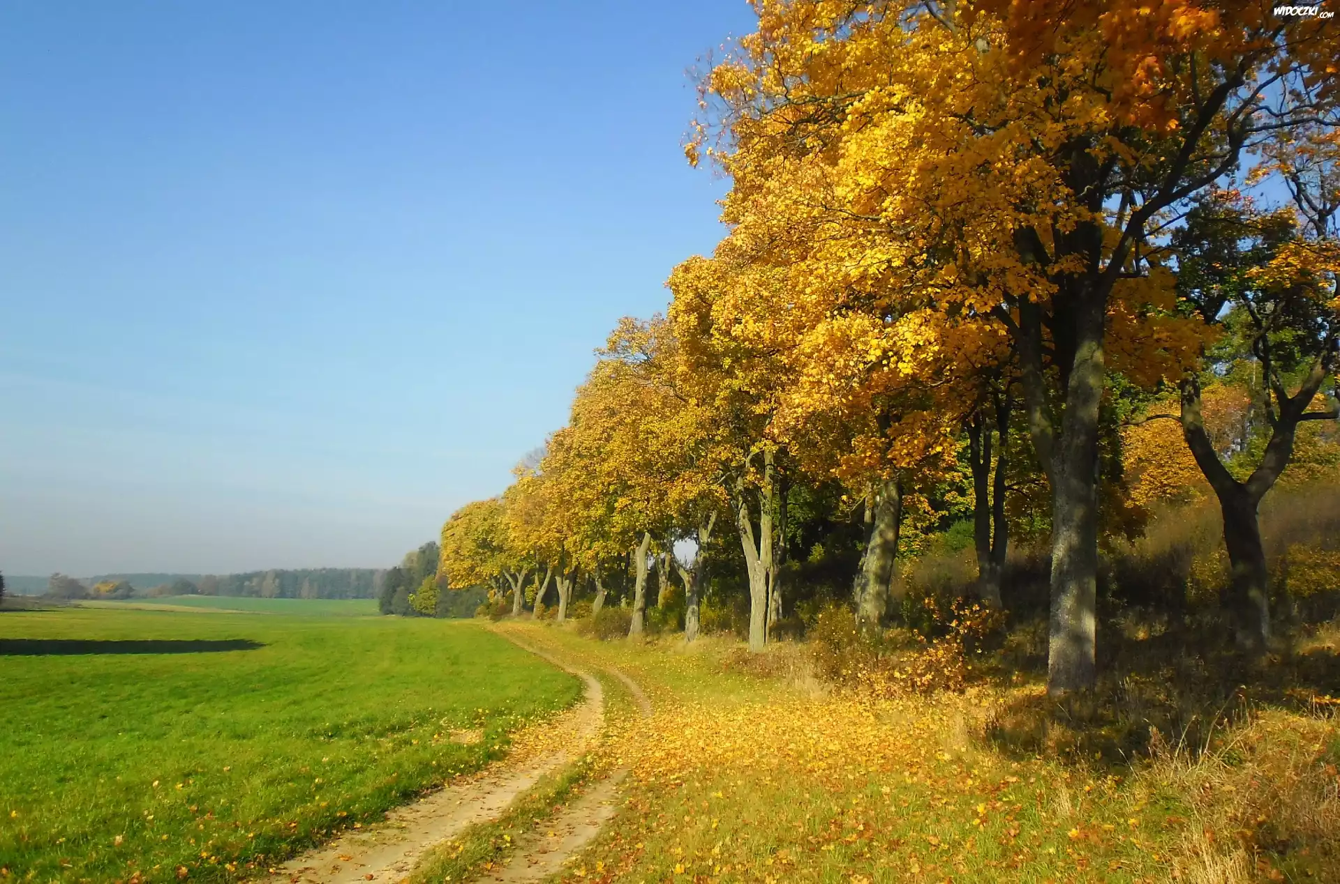 Polna, Droga, Drzewa, Jesień