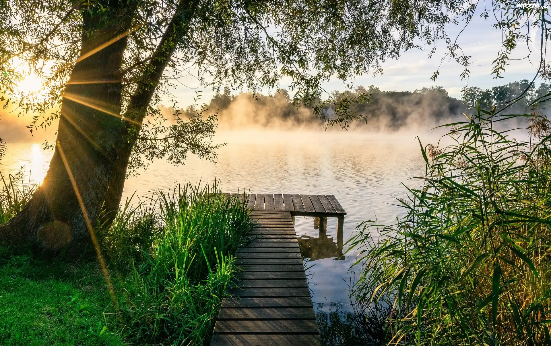 Jezioro, Pomost, Drzewo, Poranek, Mgła, Promienie słońca