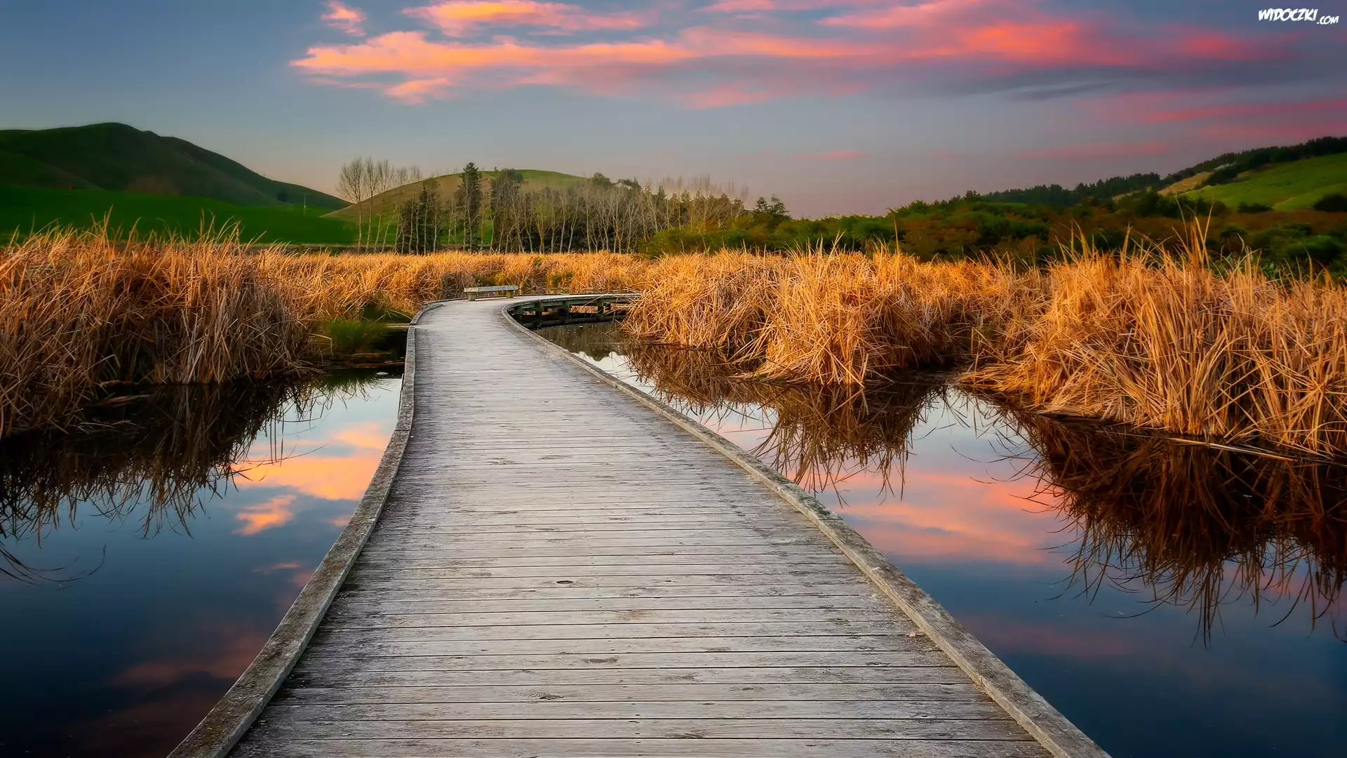 Pomost, Mokradło, Bagno, Pekapeka Wetlands, Pożółkłe, Trawy, Poukawa, Hawkes Bay, Nowa Zelandia