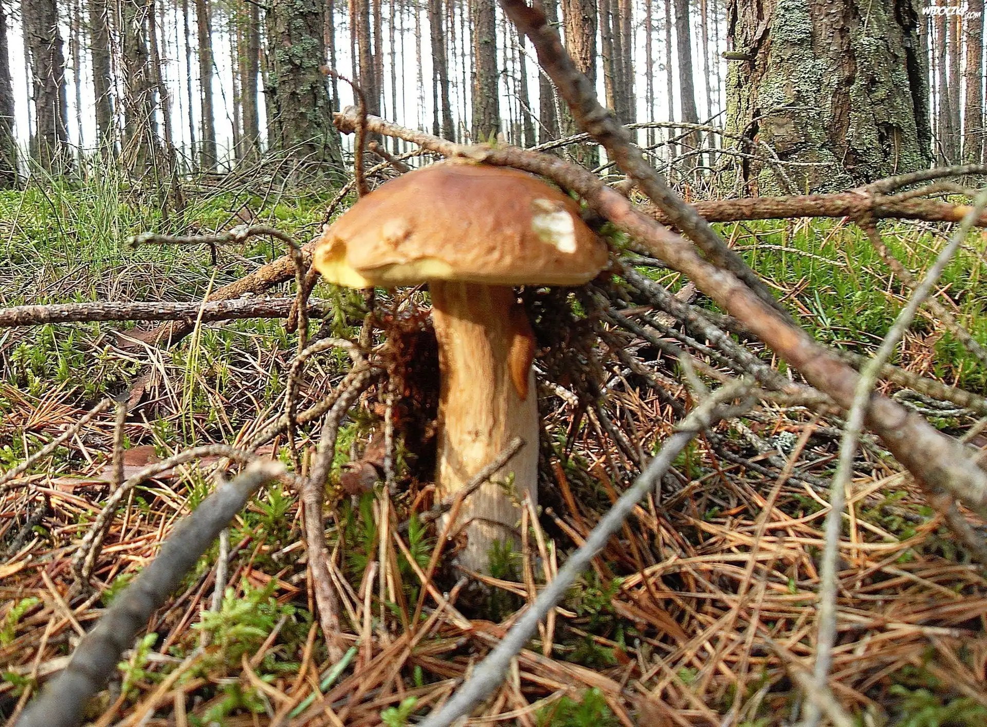 Las, Prawdziwek, Åšlimak