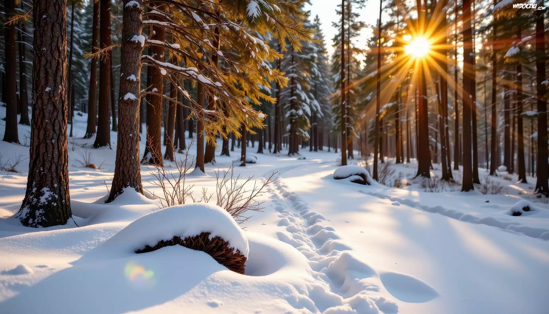 Zima, Las, Drzewa, Promienie słońca, Grafika AI