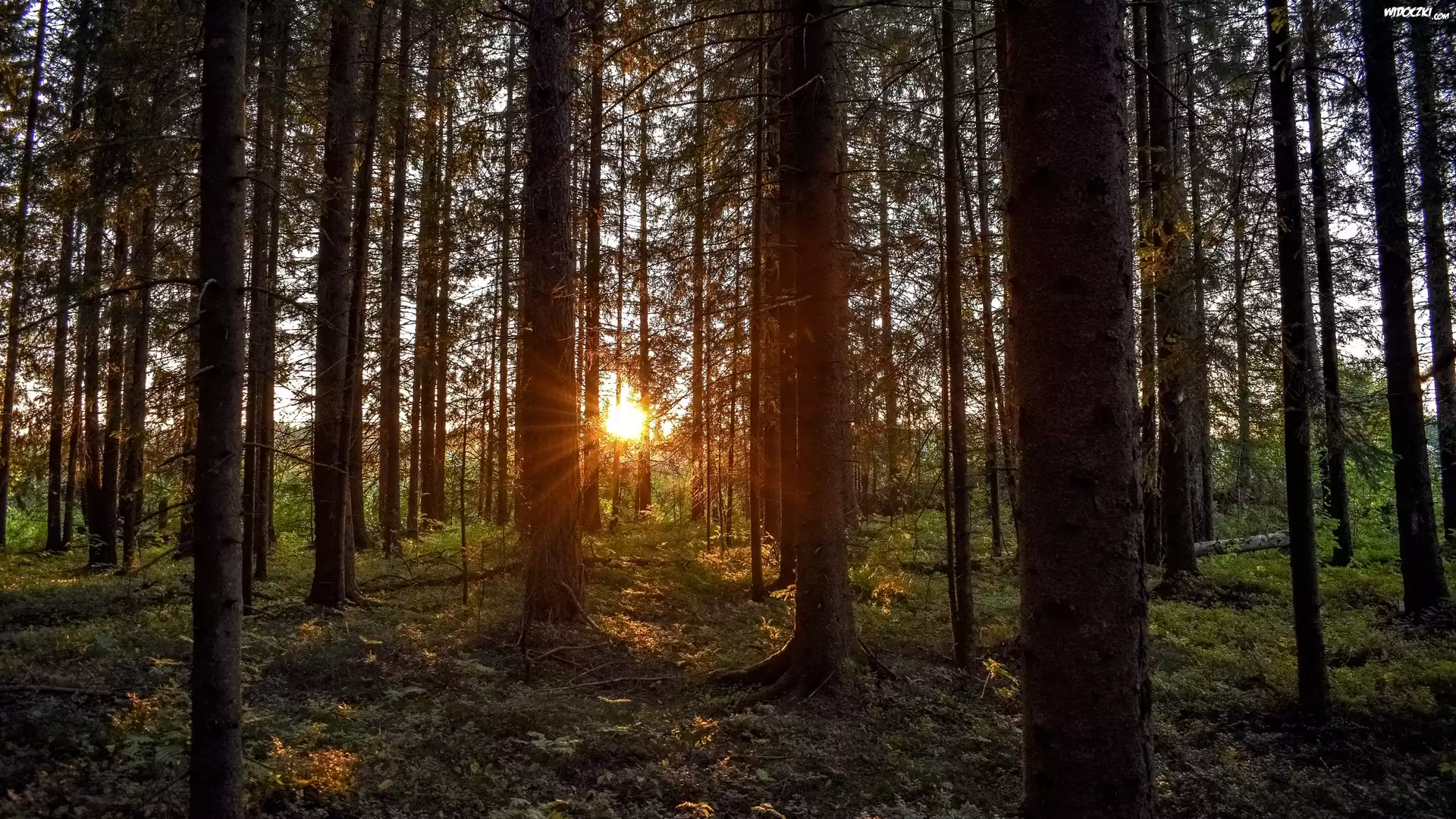 Promienie słońca, Las, Drzewa iglaste