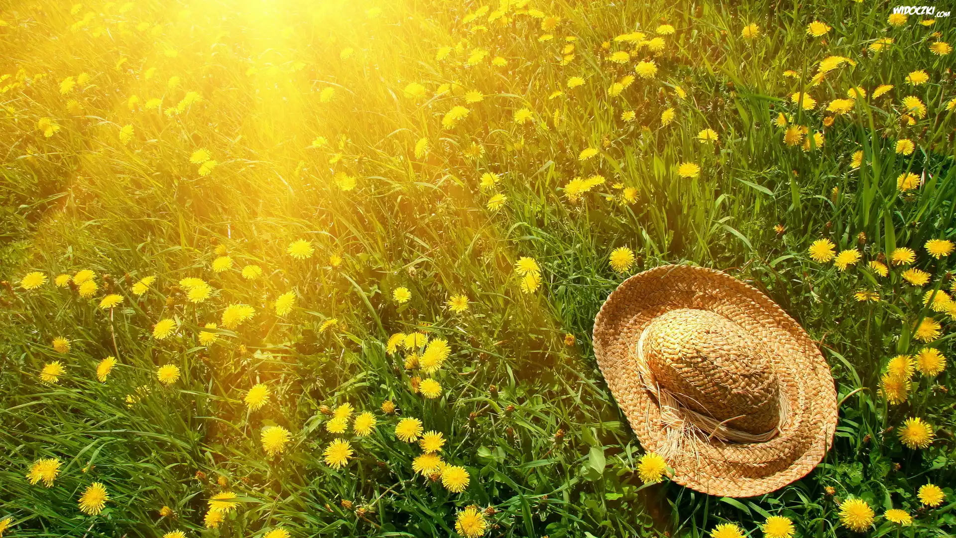 Promienie Słońca, Łąka, Kapelusz, Mlecze