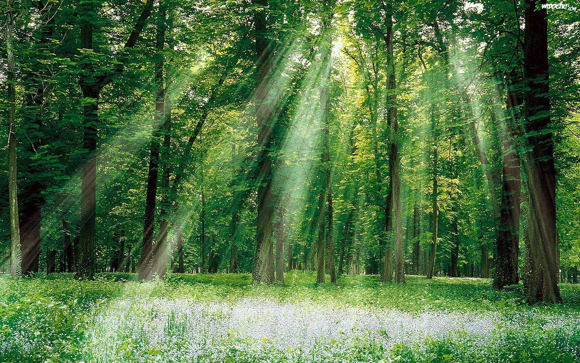 Łąka, Las, Promienie Słońca