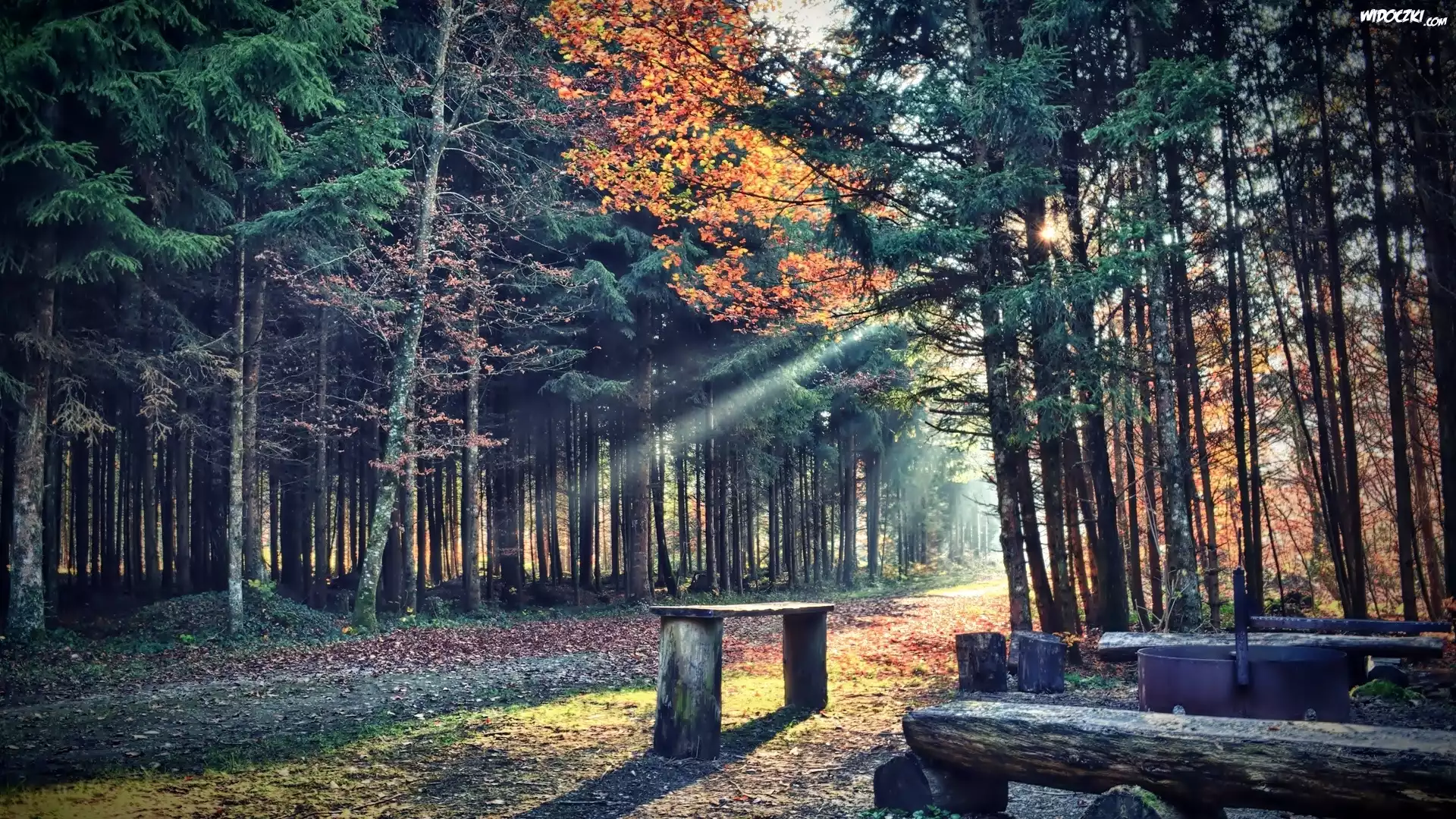 Las, Promienie, Ławka