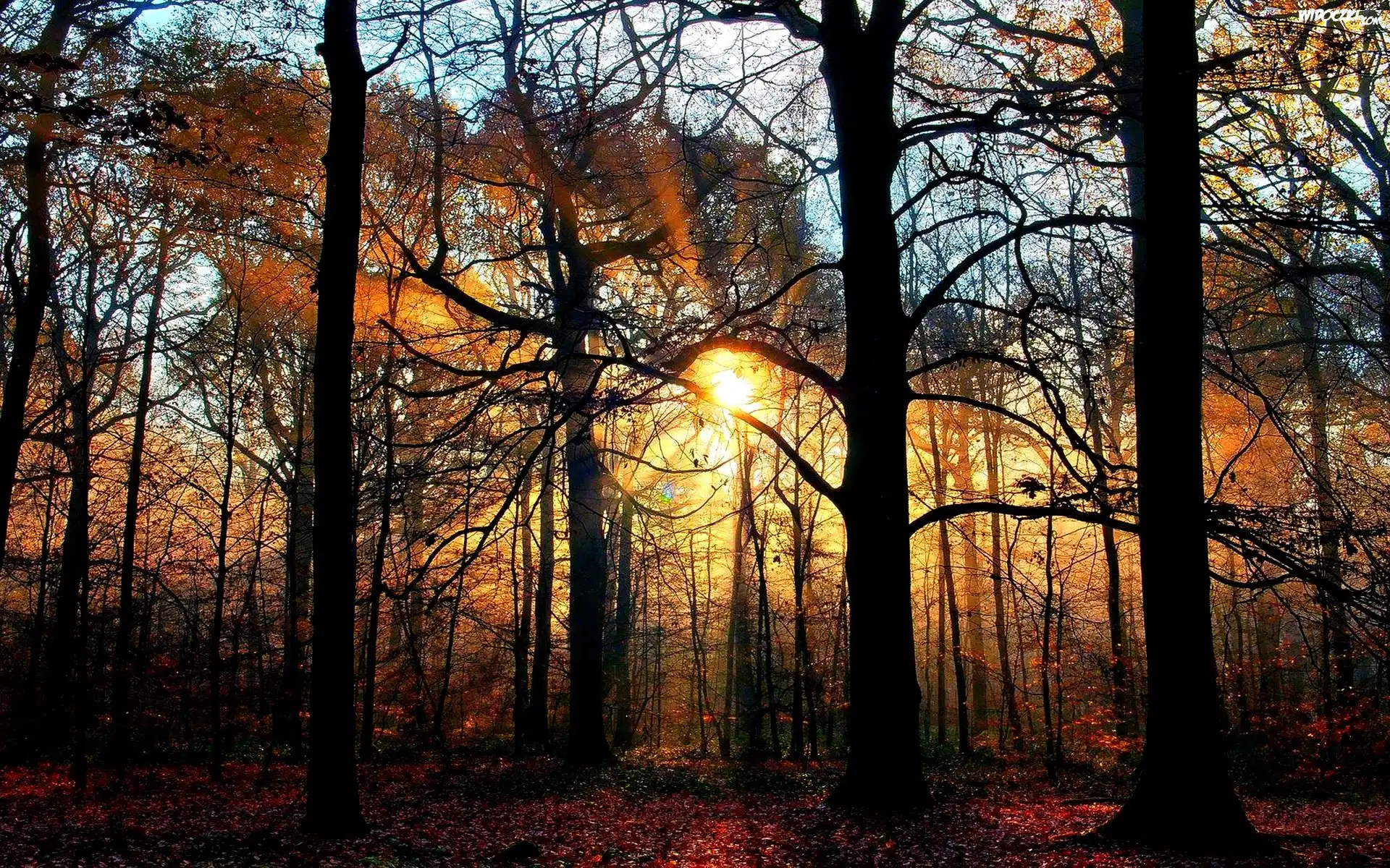 Promienie Słońca, Las, Jesień