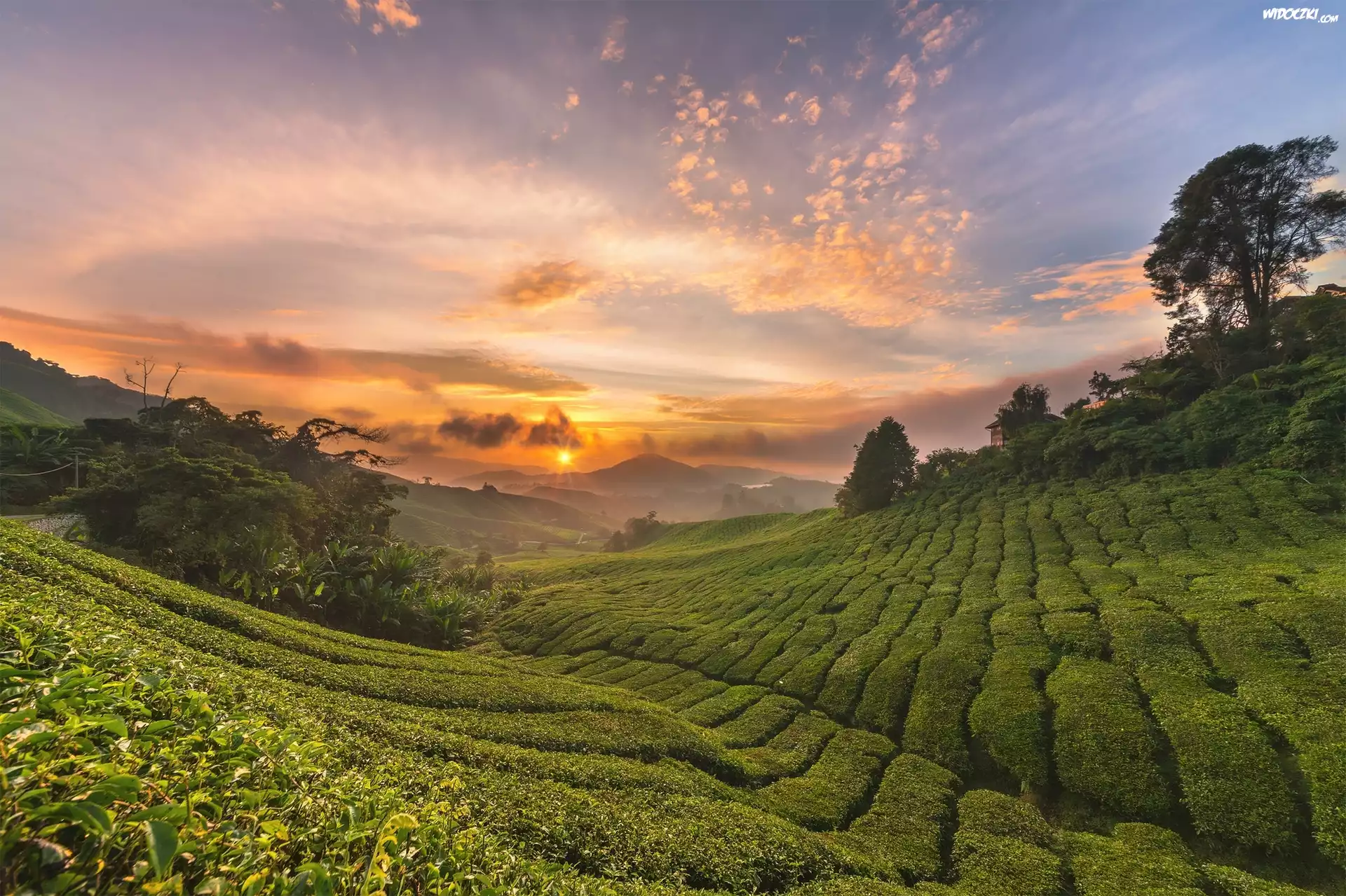Plantacja, Wzgórza, Drzewa, Krzewy, Chmury, Promienie słońca, Cameron Highlands, Stan Pahang, Malezja