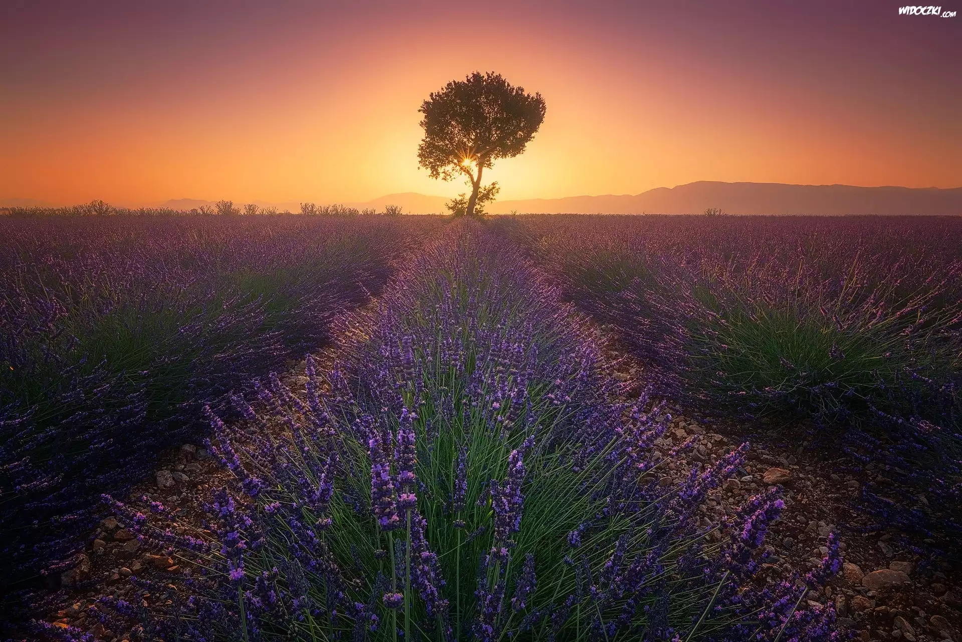 Francja, Prowansja, Valensole, Zachód słońca, Pole, Lawenda, Drzewo
