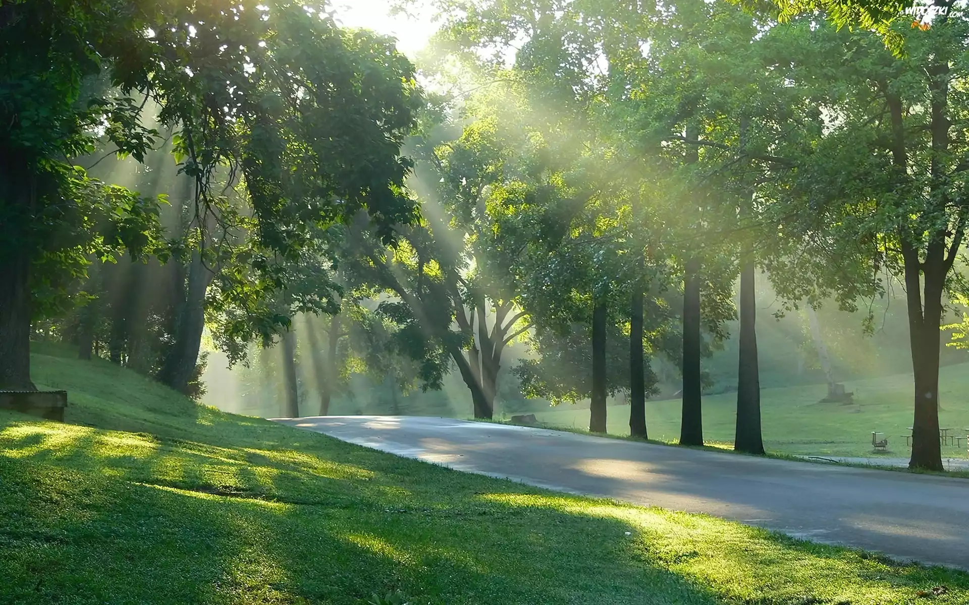 Przebijające, Światło, Drzewa, Park