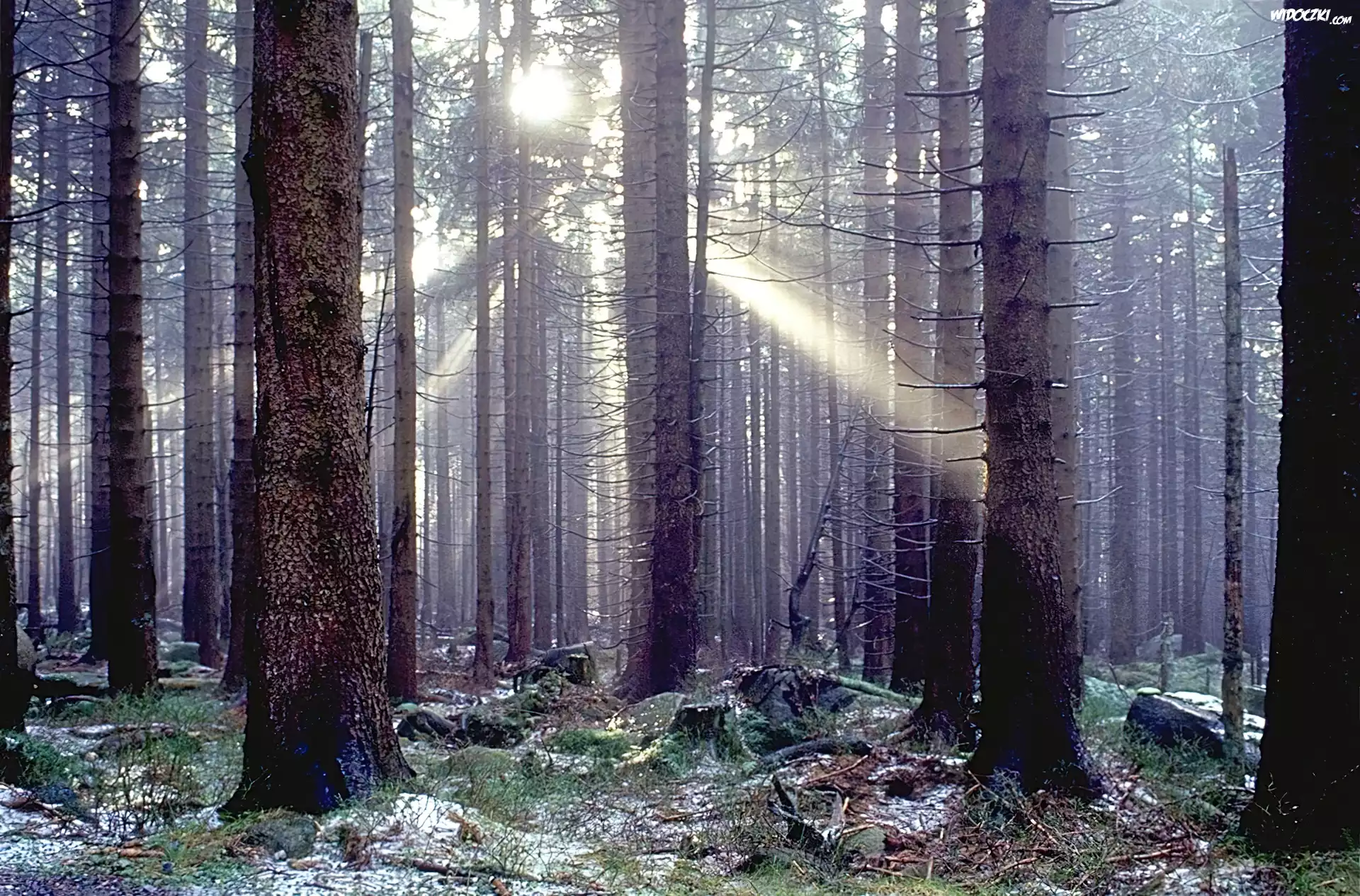 Las, Przebijające, Światło