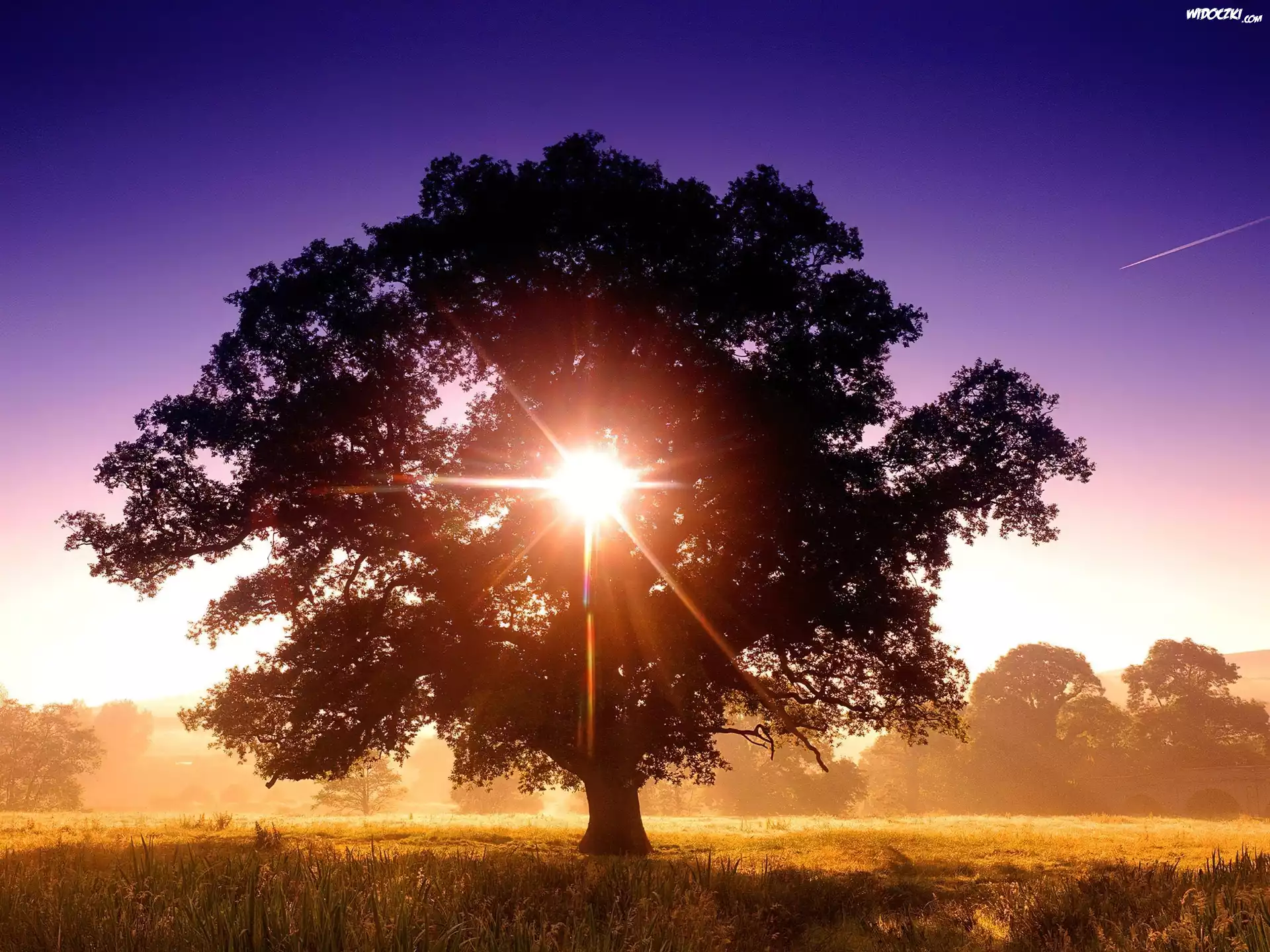 Drzewo, Przenikające, Słońce