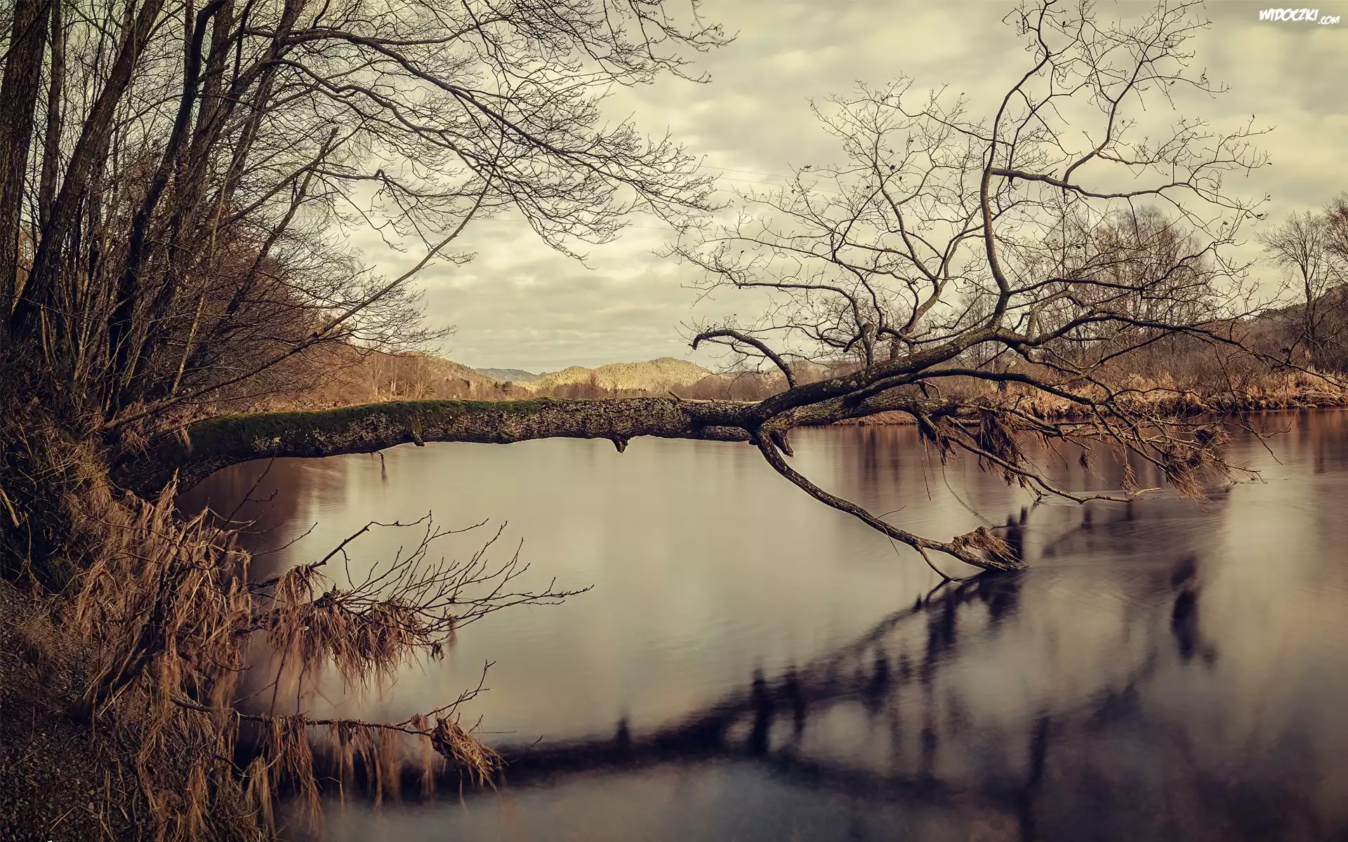Jezioro, Przewrócone, Drzewo