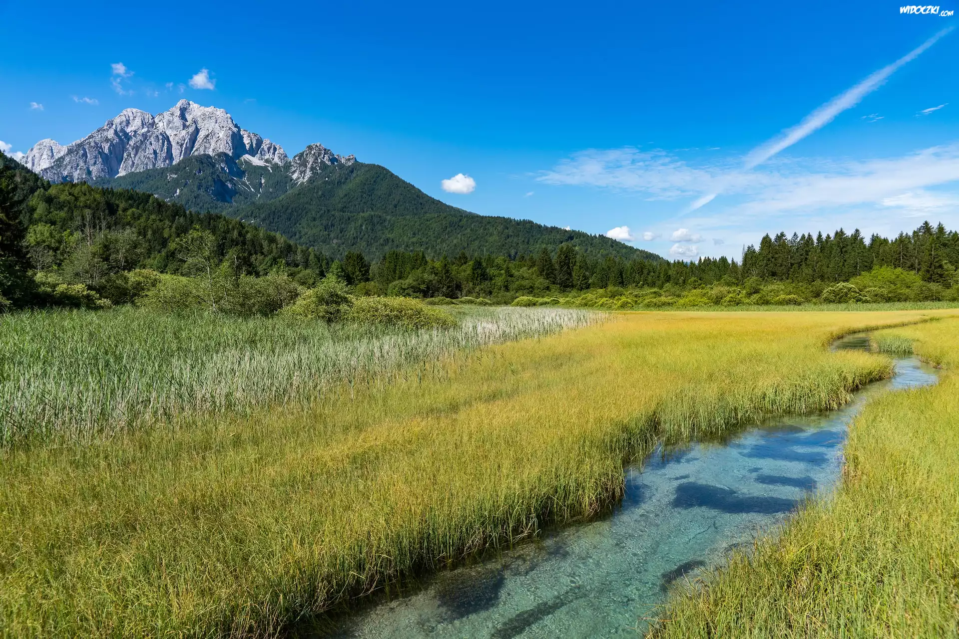 Słowenia, Rezerwat przyrody Zelenci Springs, Kranjska Gora, Rzeka Sawa, Trawa, Drzewa
