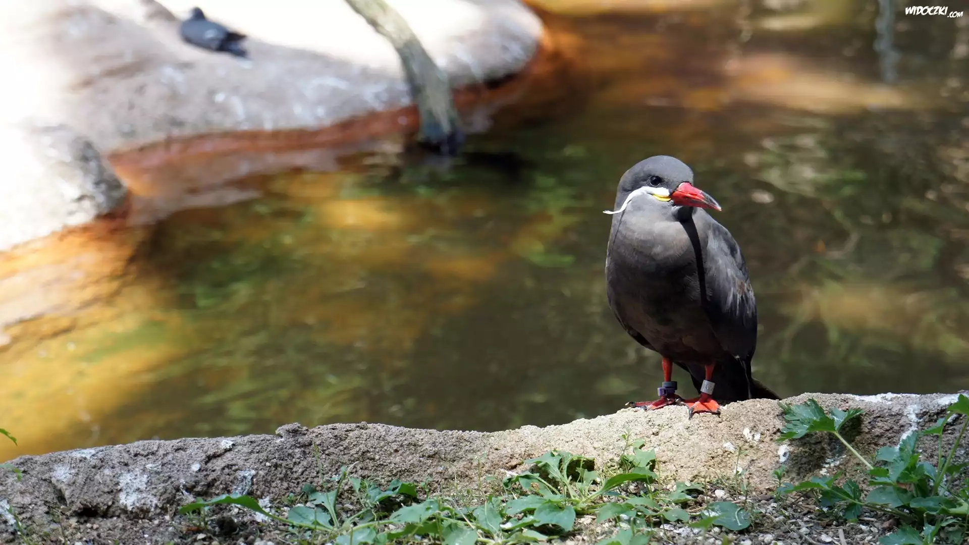 Ptak, Inca Tern, Czerwony, Dziób, Rzeka