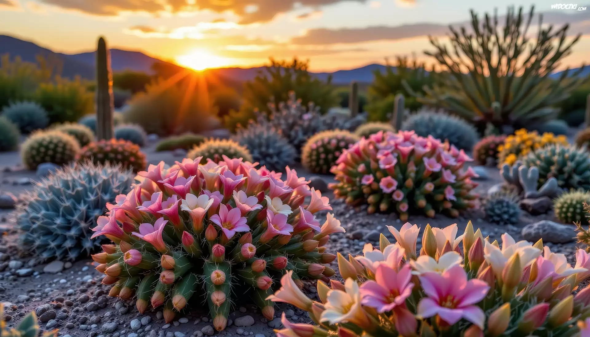 Pustynia, Kwitnące, Kaktusy, Zachód słońca, Grafika, USA, Tucson, Sonora