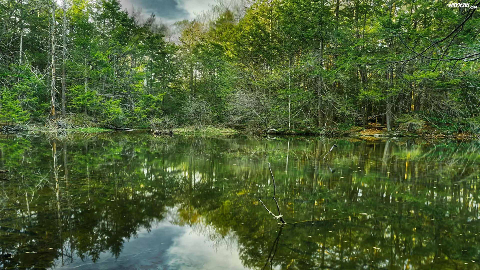 Rezerwat przyrody Roaring Brook Nature Center, Miejscowość Canton, Stan Connecticut, Stany Zjednoczone, Las, Jezioro, Odbicie