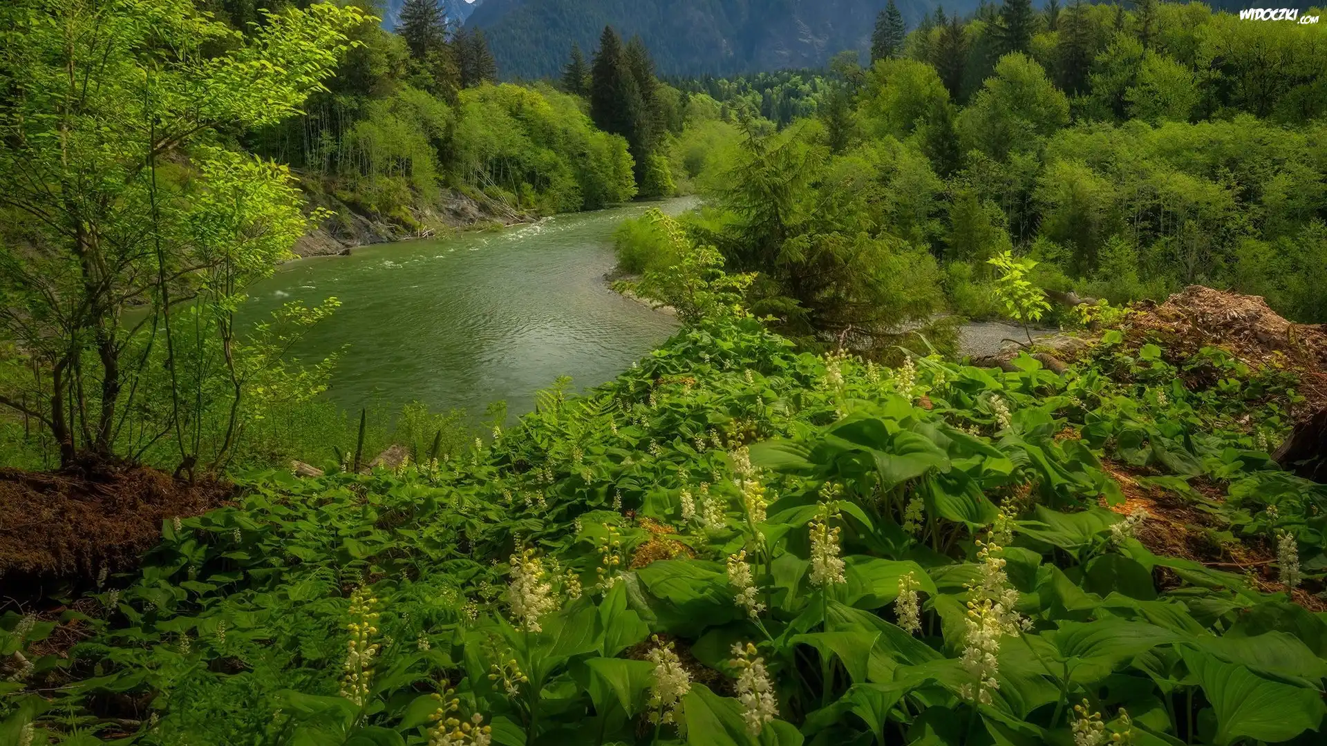 Rzeka, Snoqualmie River, Roślinność, Drzewa, Krzewy, Kwiaty, Stan Waszyngton, Stany Zjednoczone