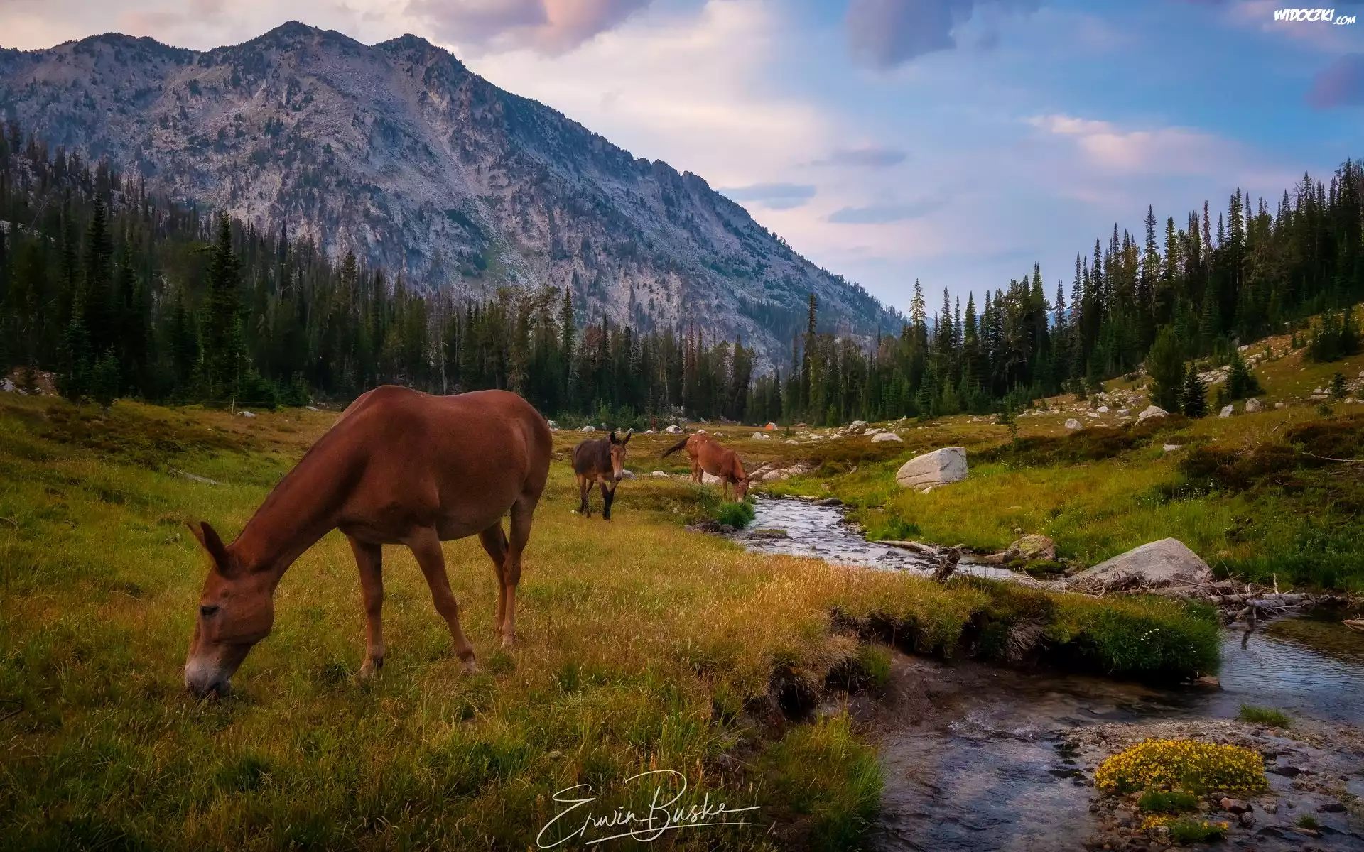 Góry, Wallowa Mountains, Rzeka, Lostine River, Konie, Drzewa, Stan Oregon, Stany Zjednoczone