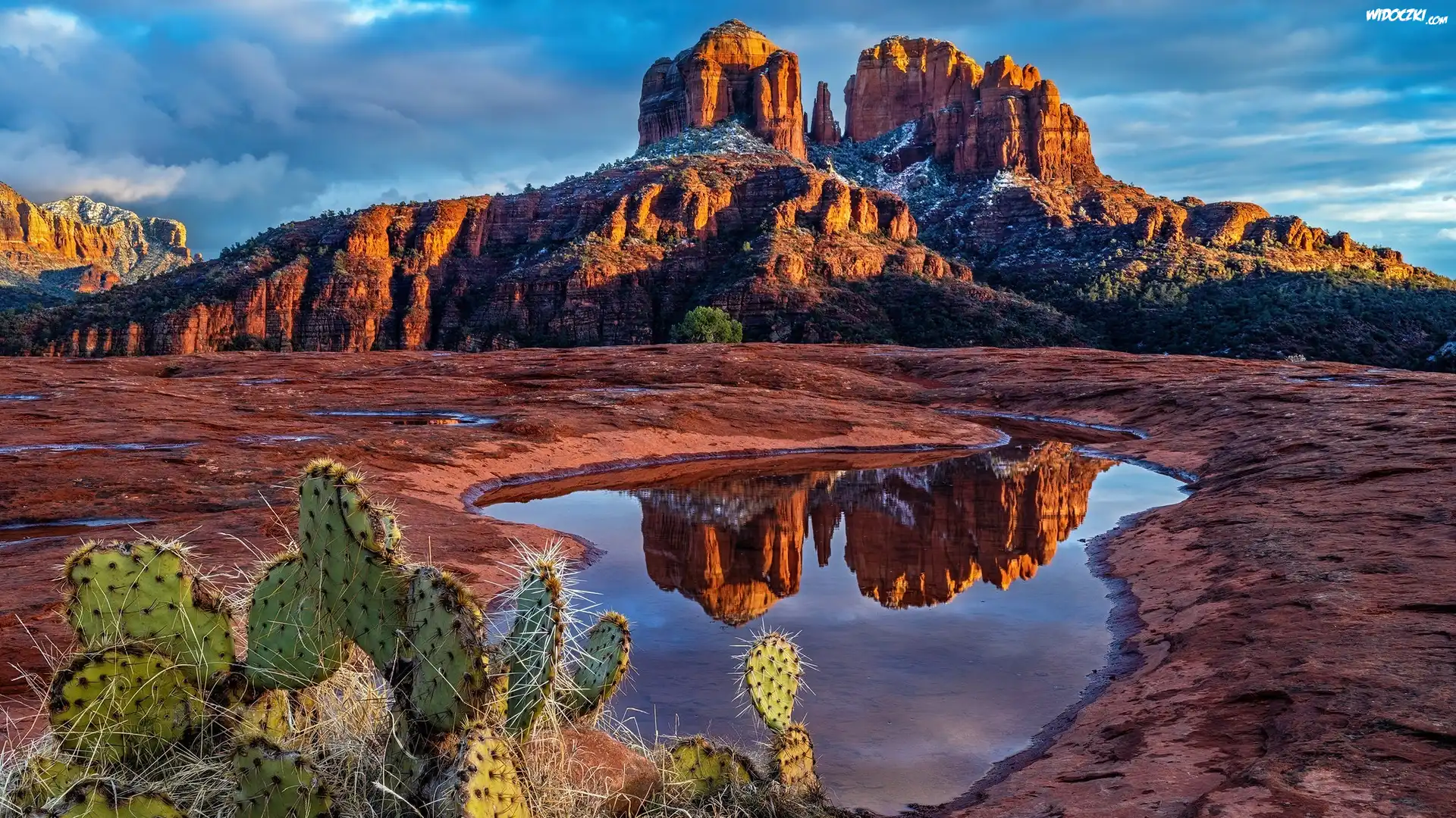 Czerwone, Skały, Góra, Kałuża, Kaktusy, Cathedral Rock, Sedona, Arizona, Stany Zjednoczone