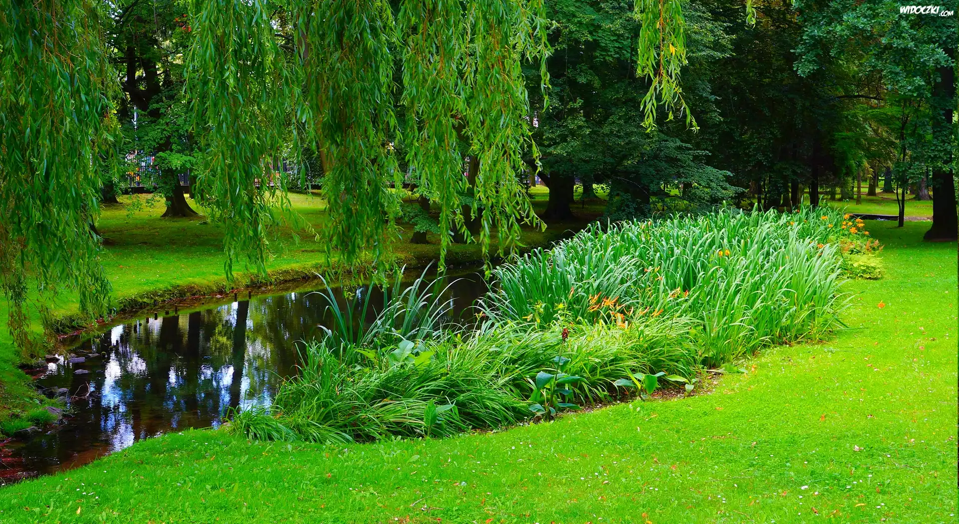 Polska, Gdańsk, Park Oliwski im. Adama Mickiewicza, Staw, Trawnik, Roślinność
