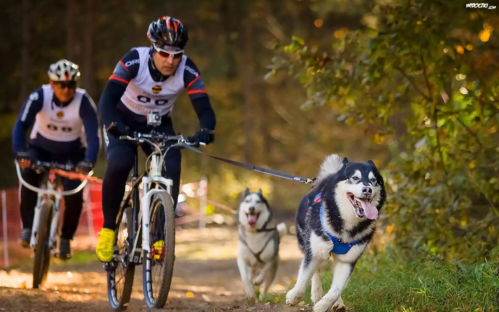 Rowerzyści, Psy, Husky, Las