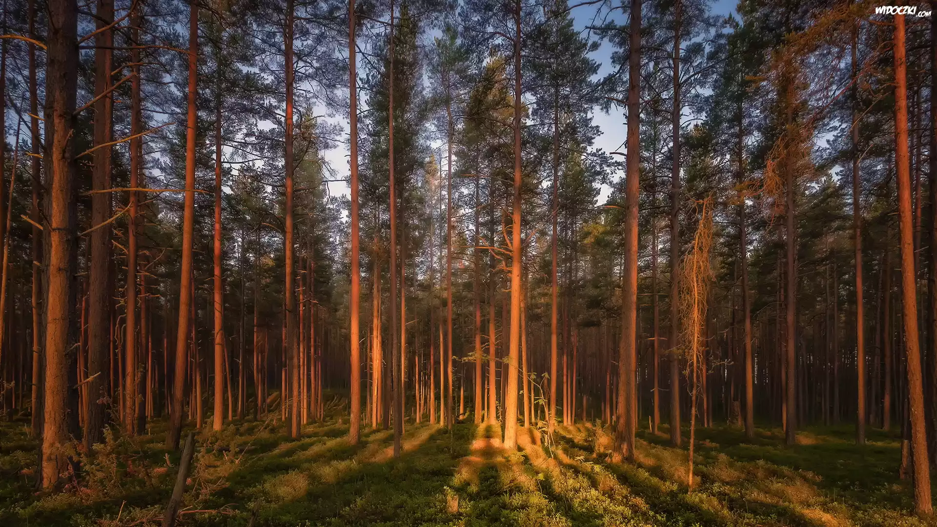 Las, Rozświetlone, Drzewa