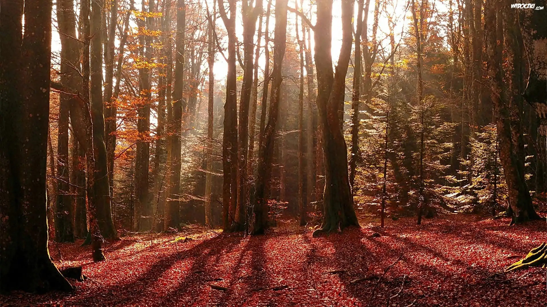 Rozświetlony, Las, Opadłe, Liście