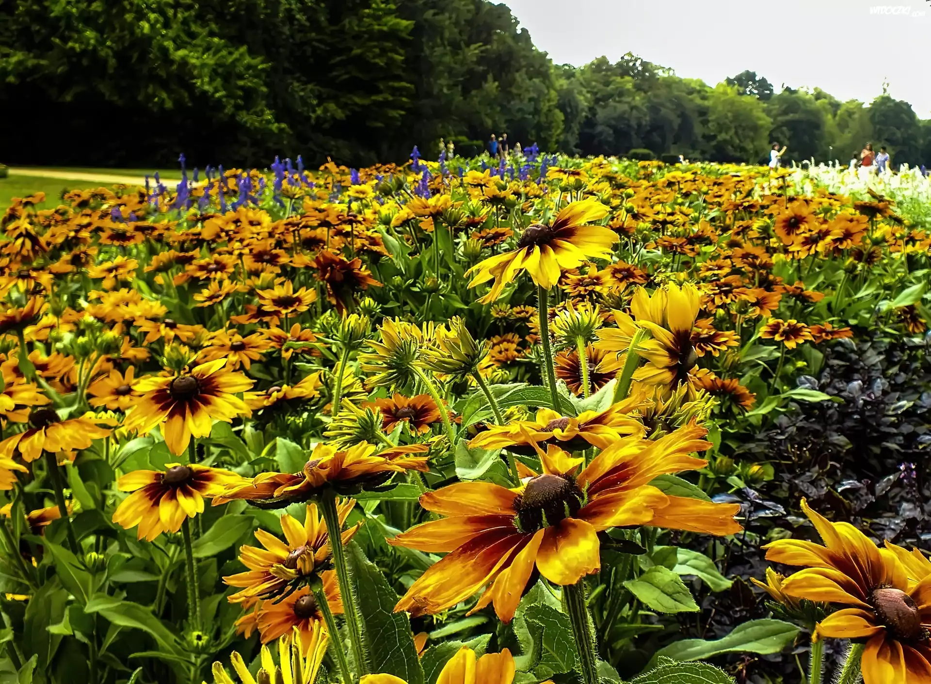 Kwiaty, Rudbekia, Łąka