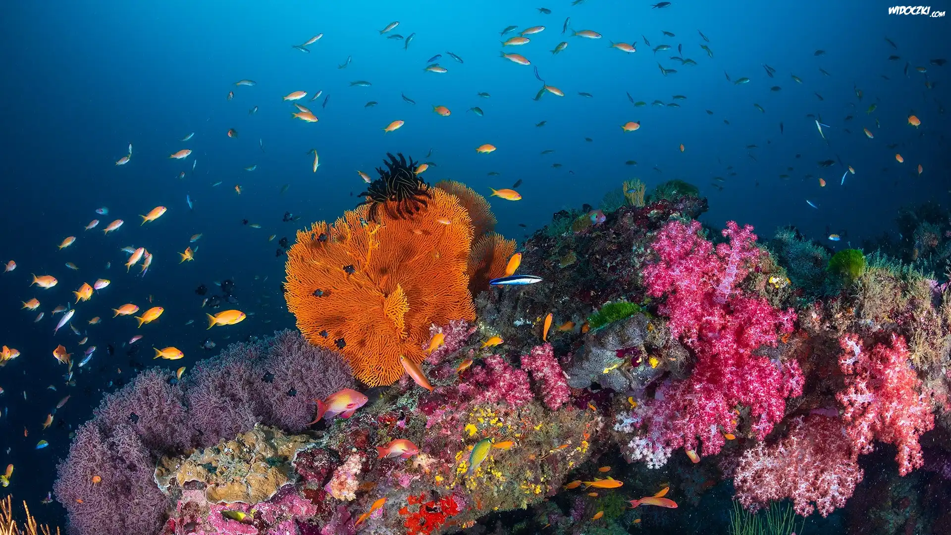 Rafa koralowa, Koralowce, Ryby