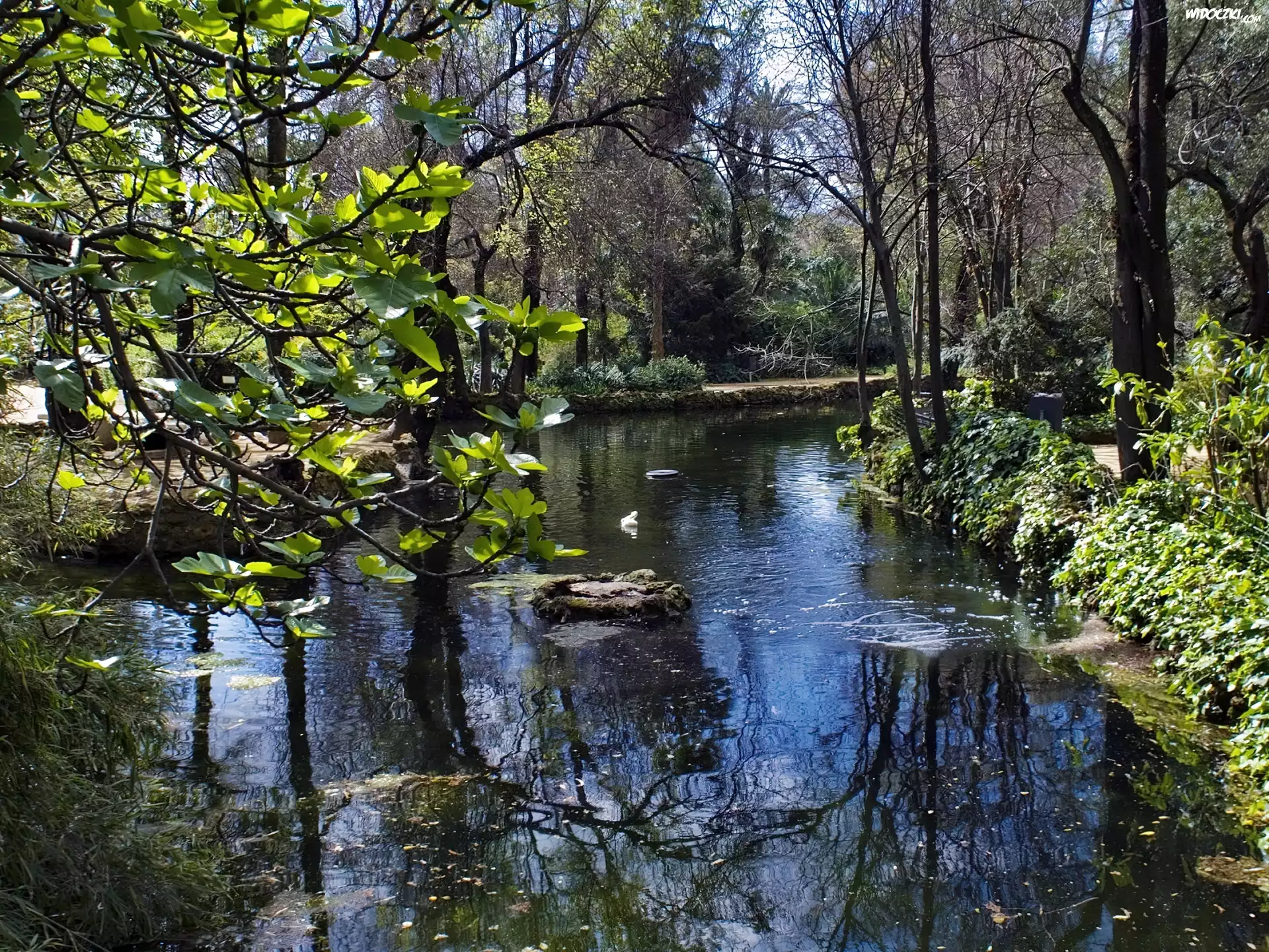 Park, Rzeczka, Zieleń