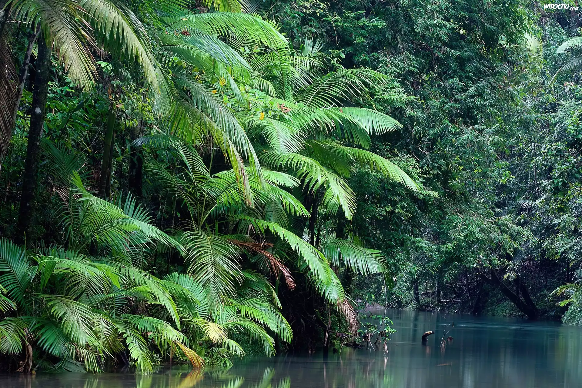Australia, Rzeka, Las
