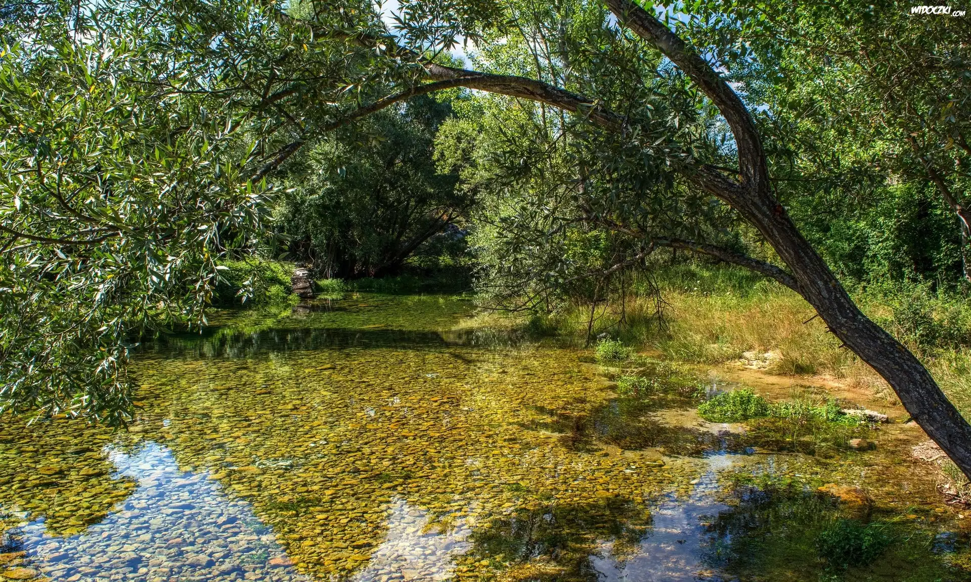 Chorwacja, Rzeka Cetina, Drzewa, Pochylone, Drzewo, Kamienie
