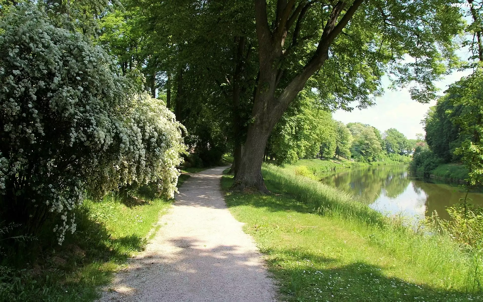 Rzeka, Drzewa, Dróżka, Zieleń