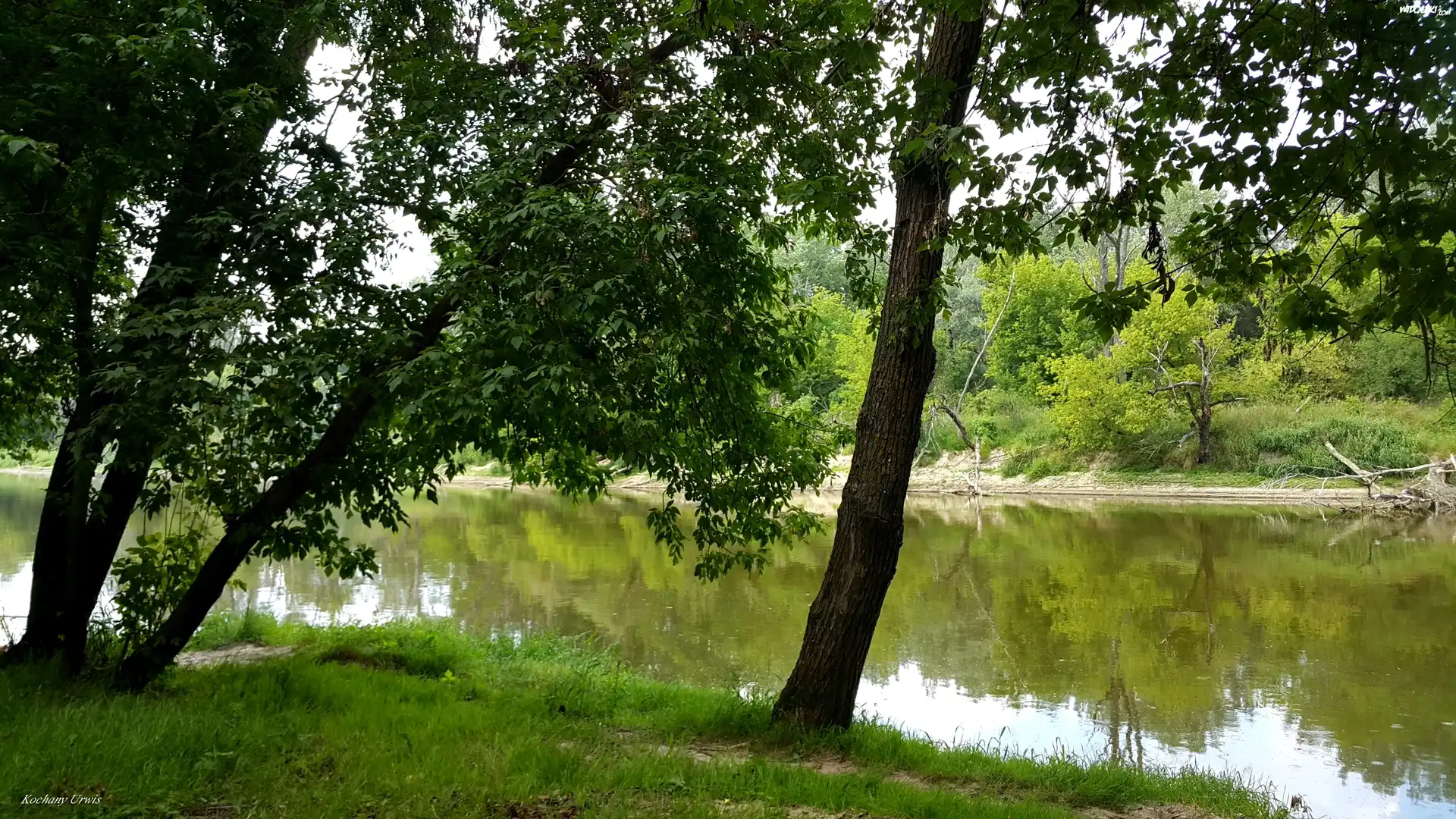 Rzeka, Drzewa