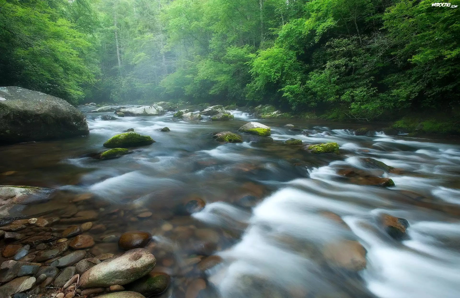 Rzeka Little River, Park Narodowy Great Smoky Mountains, Stan Tennessee, Stany Zjednoczone, Kamienie, Drzewa, Las