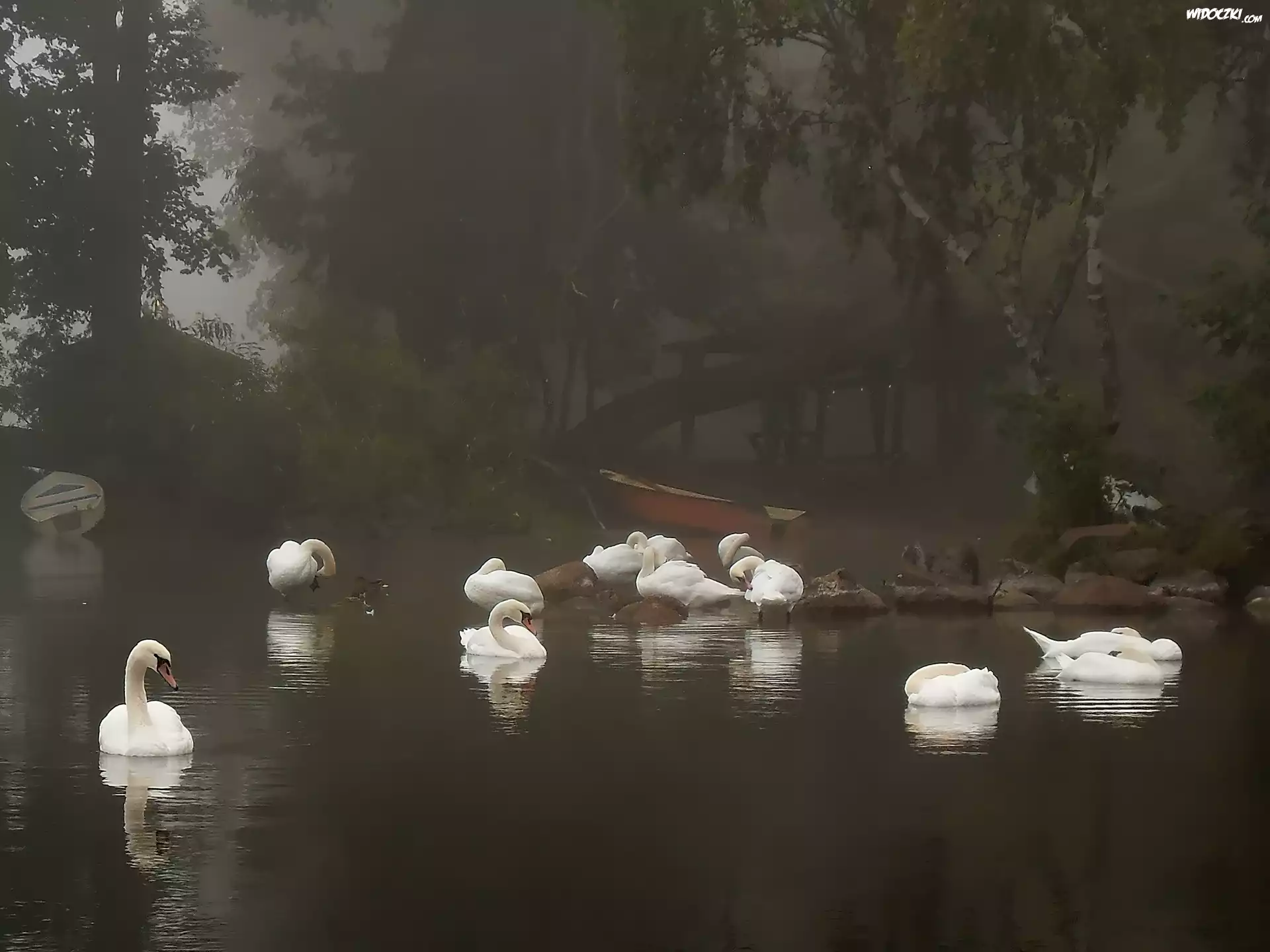 Rzeka, Łabędzie, Łódki, Drzewa, Mgła