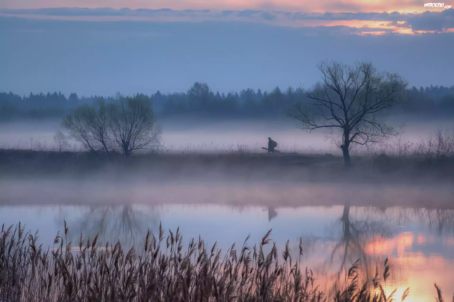 Rzeka, Mgła, Trawy, Drzewa, Człowiek
