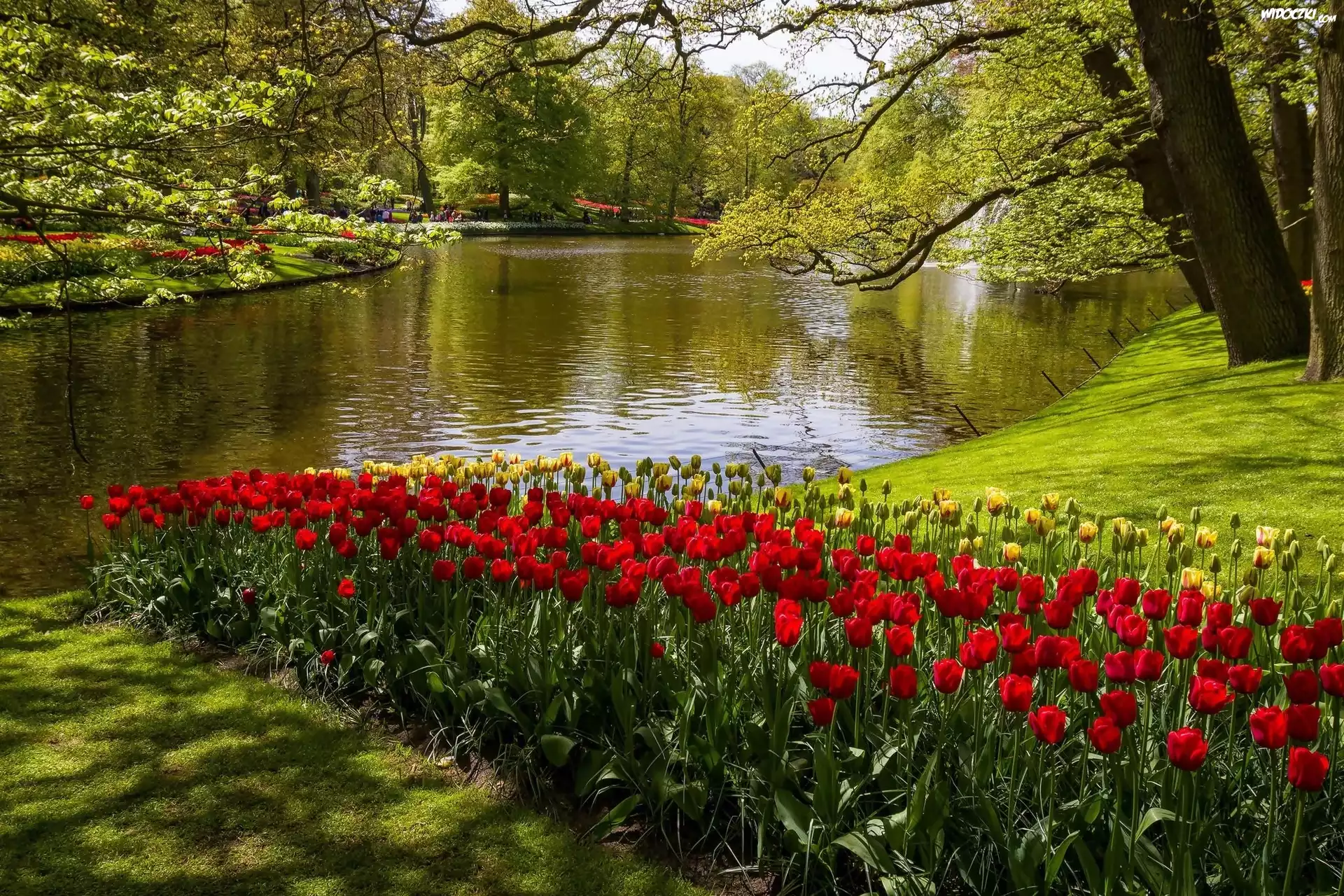 Tulipany, Rzeka, Park, Kaukenhof, W, Lisse, Wiosna, Holandia