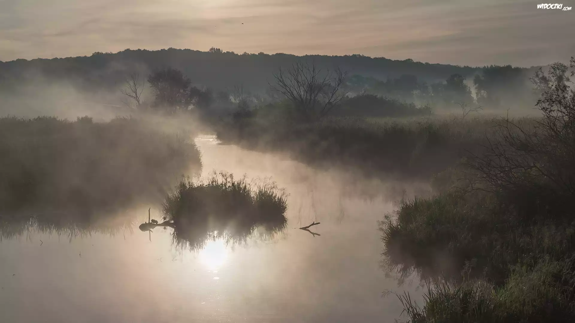 Rzeka, Drzewa, Łąki, Mgła, Kępa, Trawy