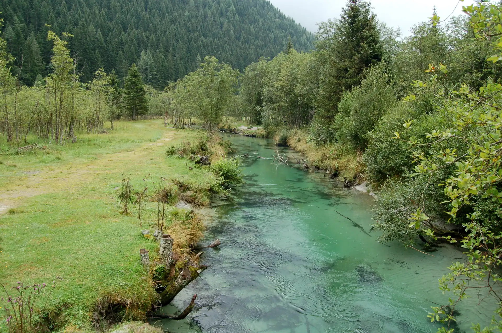 Rzeka, Lasy